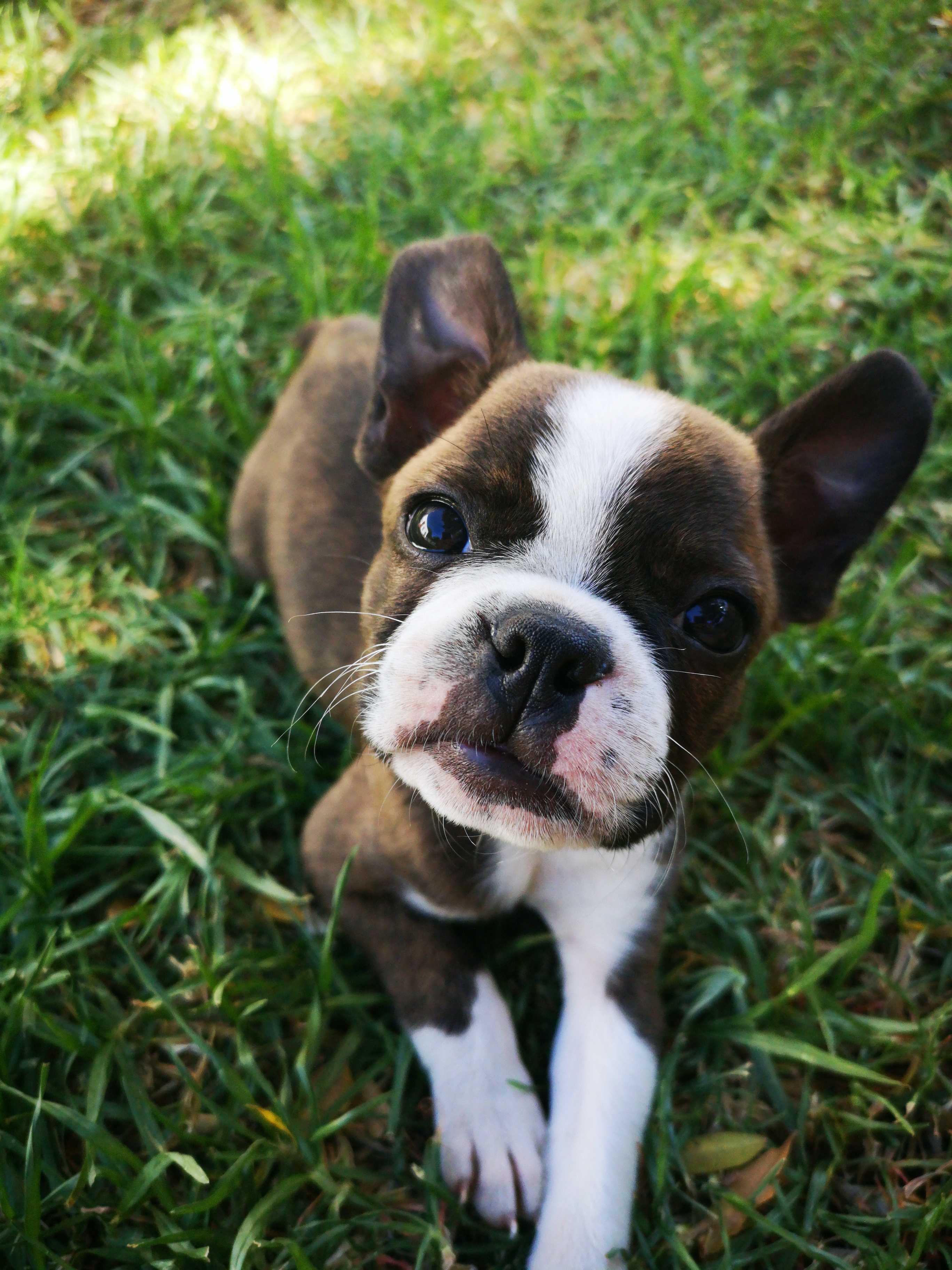 Boston Terrier: Breed History and Origin
