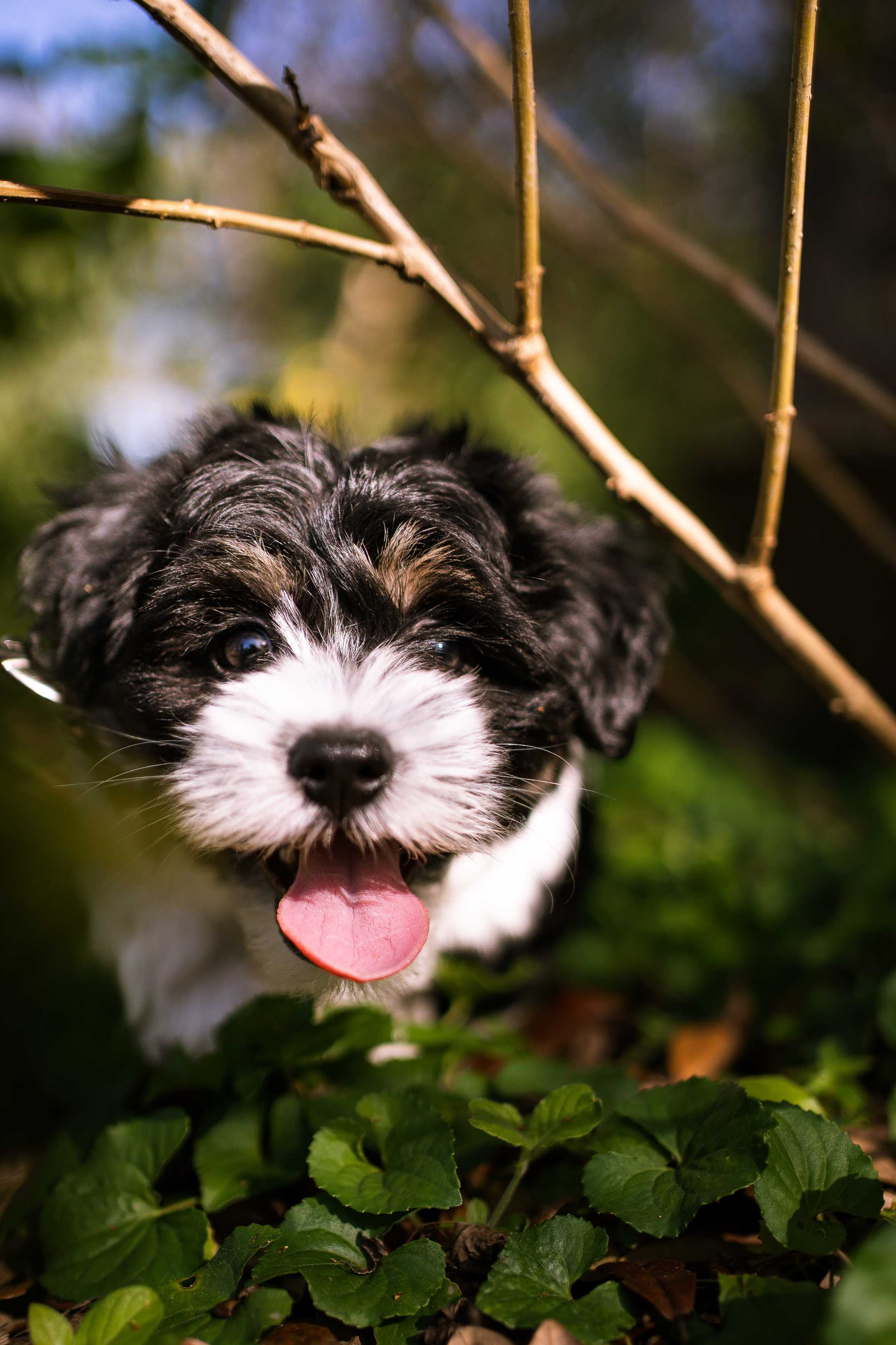 Havanese: Breed History and Origin