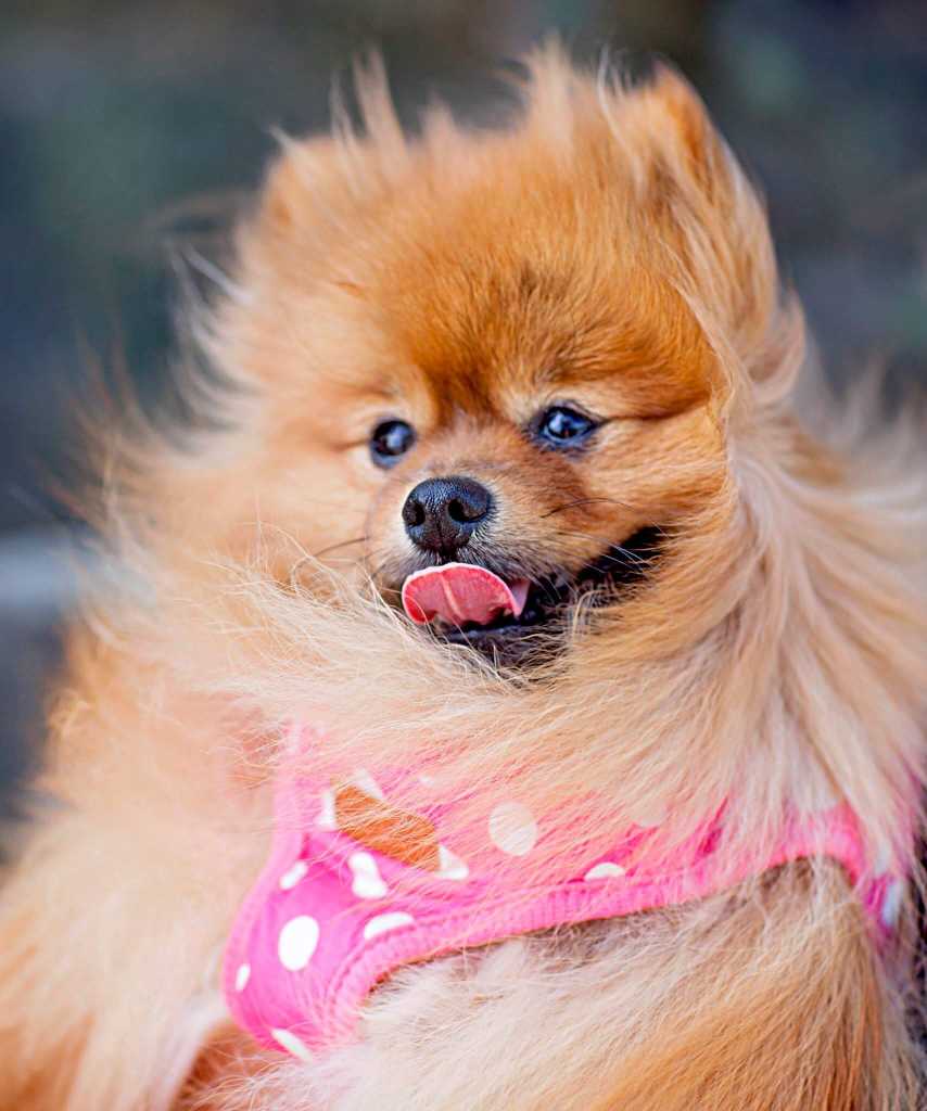Pomeranian: Breed History and Origin