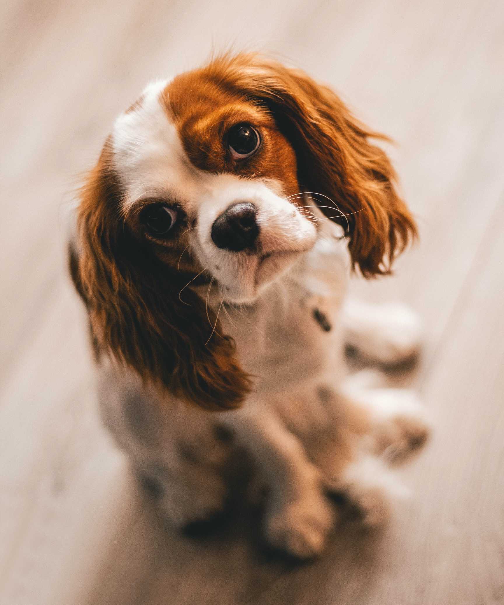 Cavalier King Charles Spaniel: Breed History and Origin