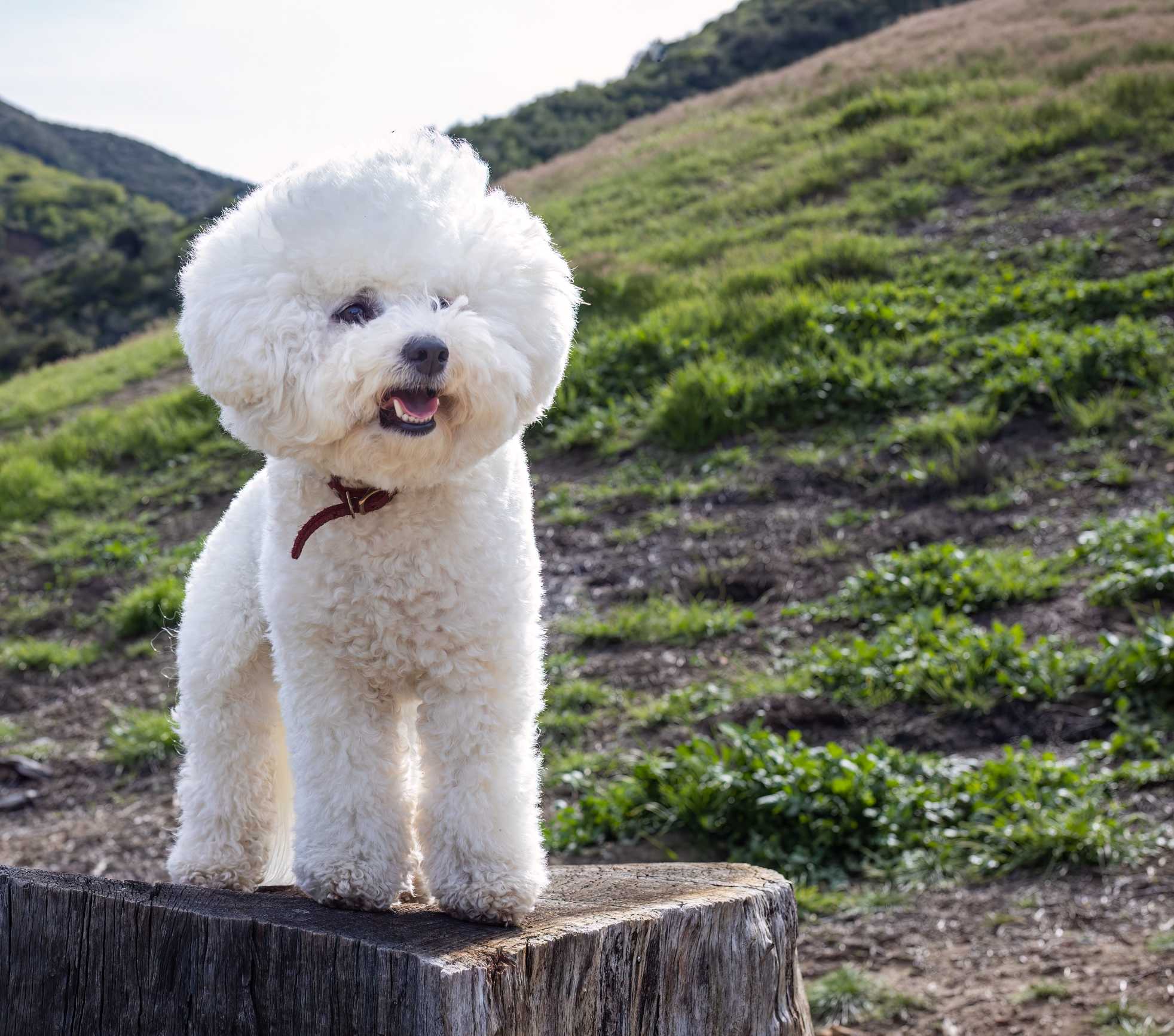 Bichon Frise: Breed History and Origin