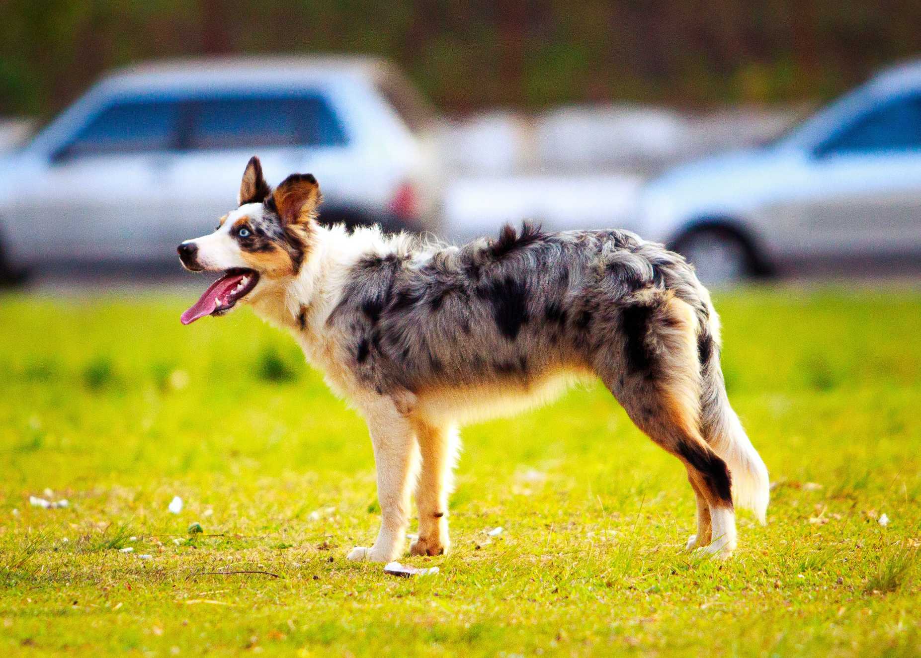 Australian Shepherd: Breed History and Origin