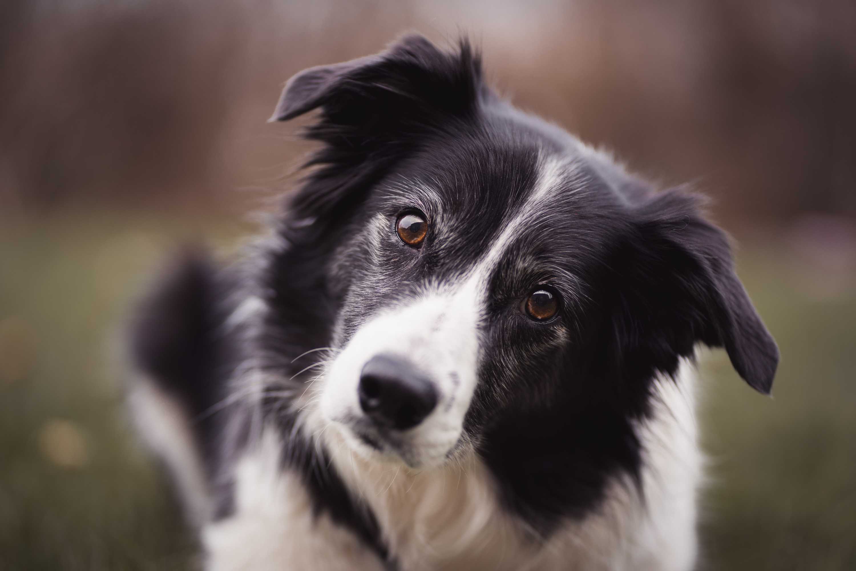 Border Collie: Breed History and Origin