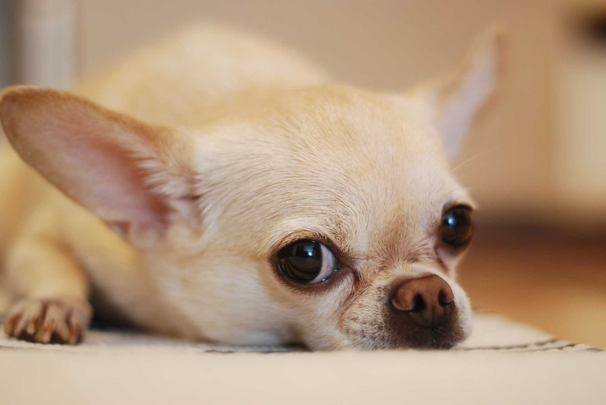 Chihuahua: Breed History and Origin