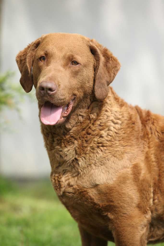 Chesapeake Bay Retriever: Breed History and Origin