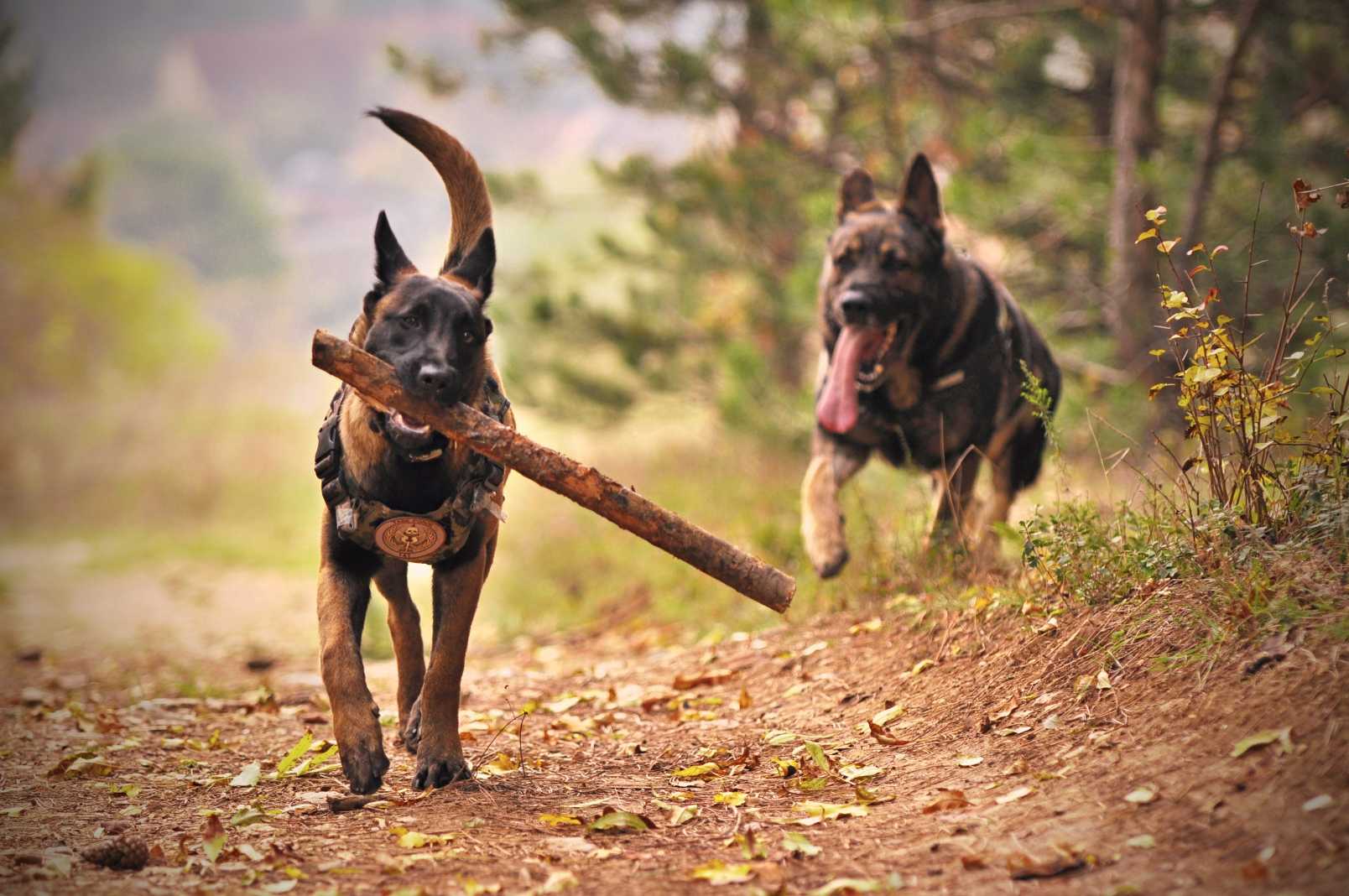 Belgian Malinois: Breed History and Origin