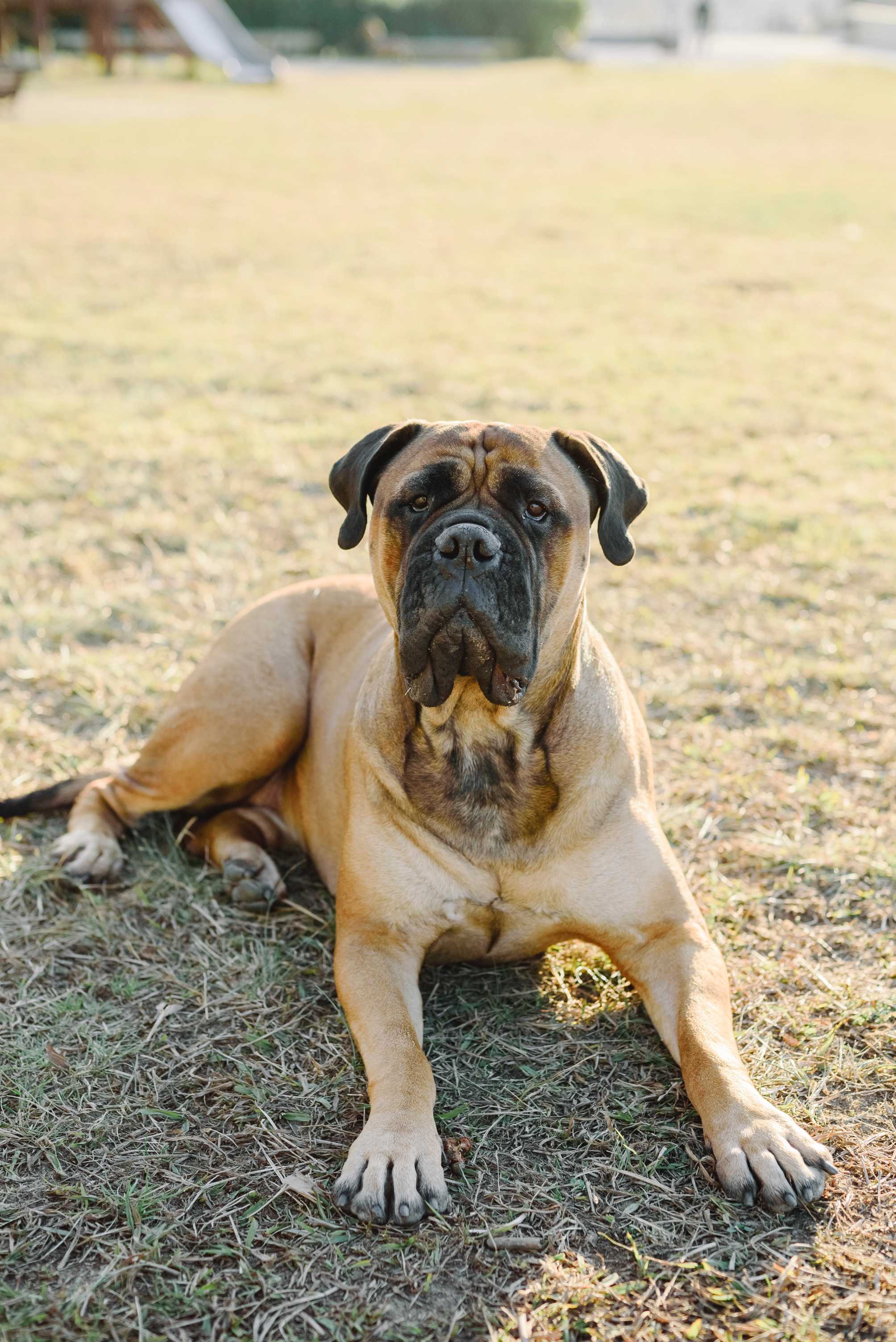 Bullmastiff: Breed History and Origin