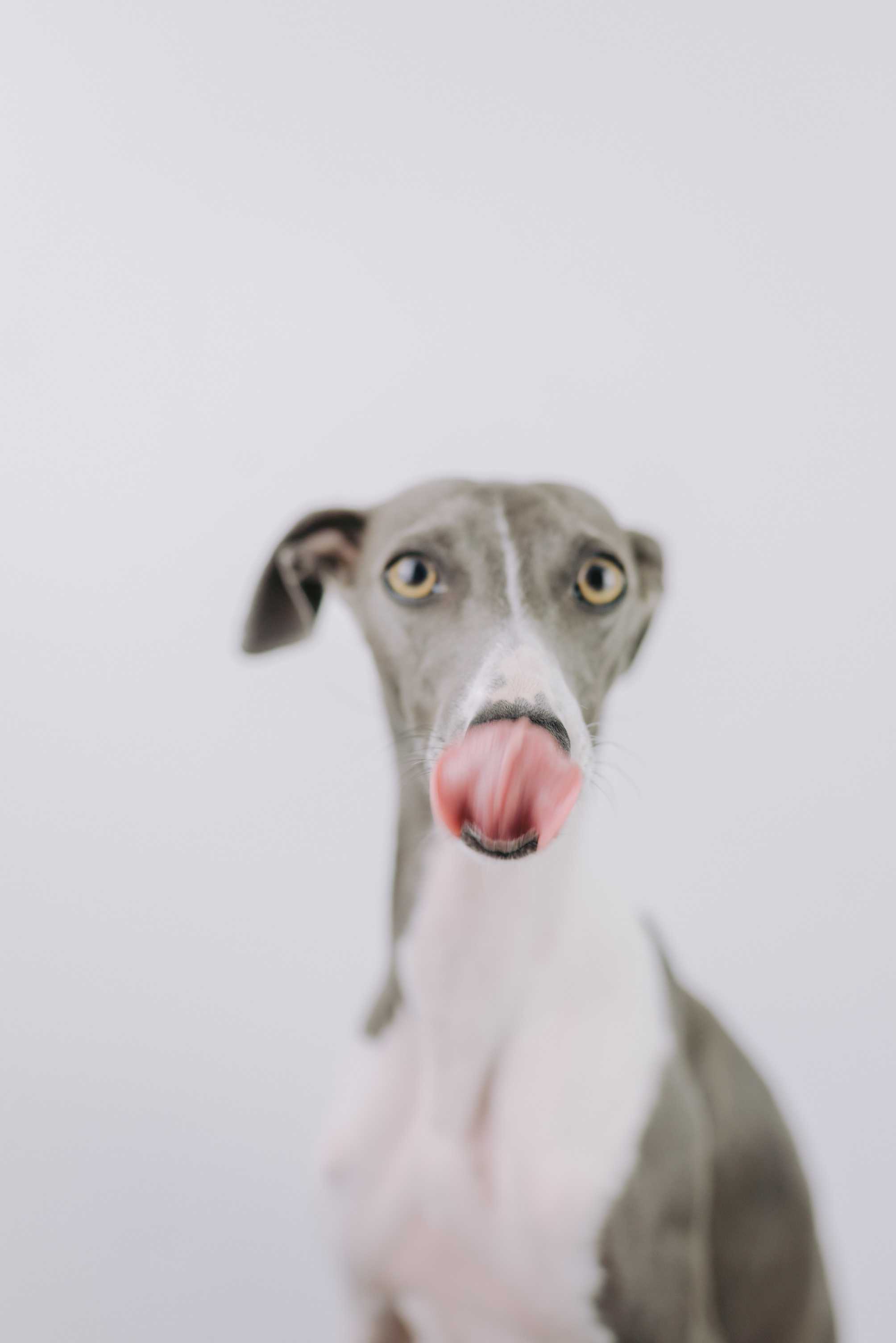 Italian Greyhound: Breed History and Origin