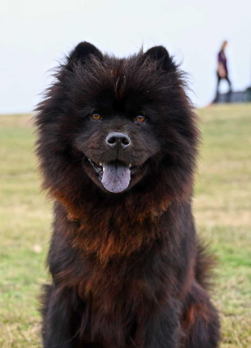 Chow Chow: Breed History and Origin