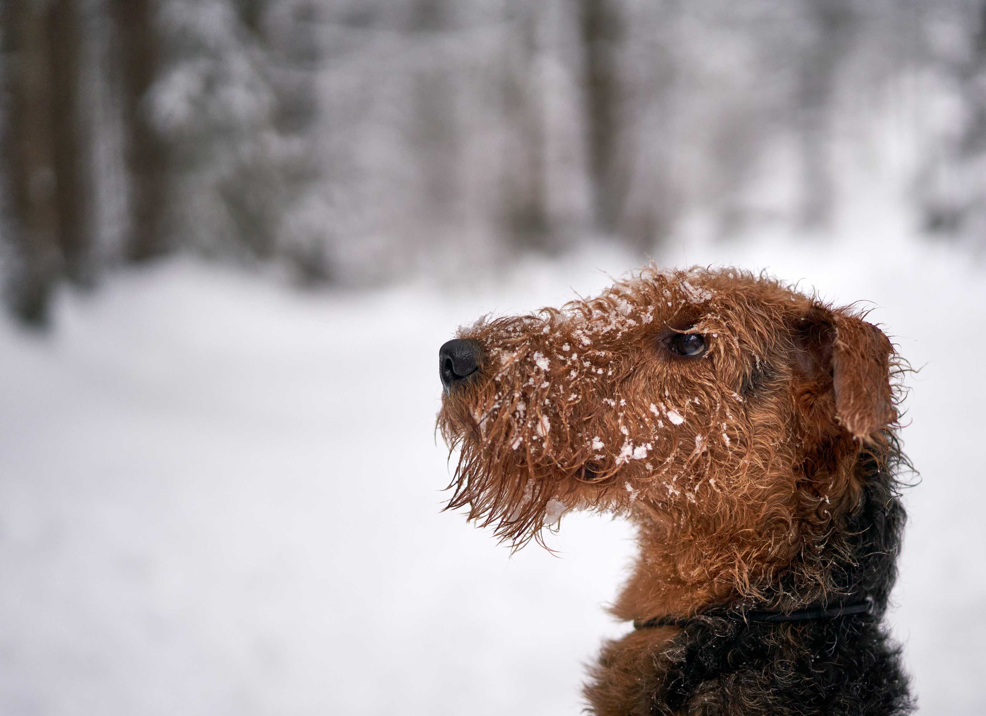 Airedale Terrier: Breed History and Origin