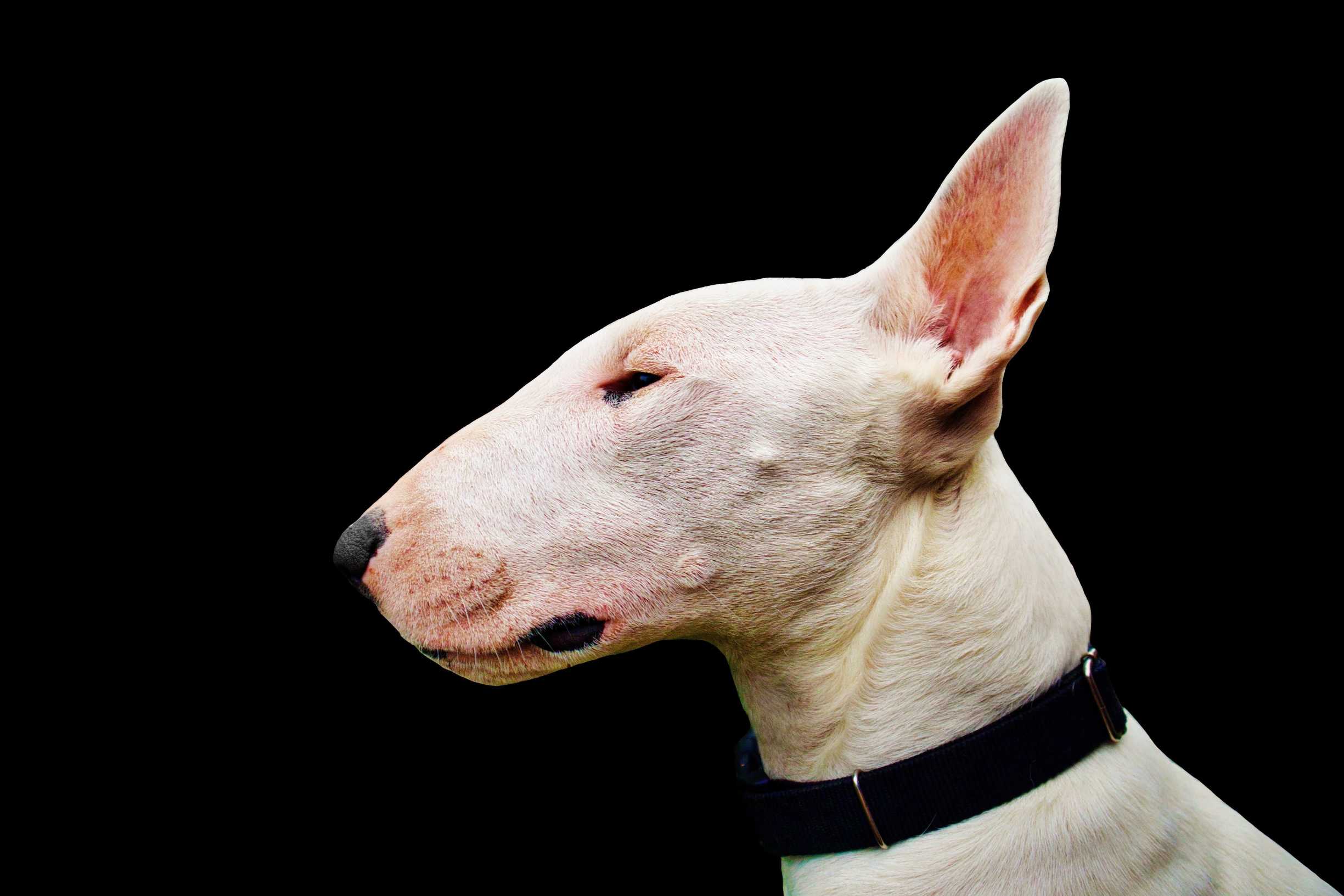 Bull Terrier: Breed History and Origin