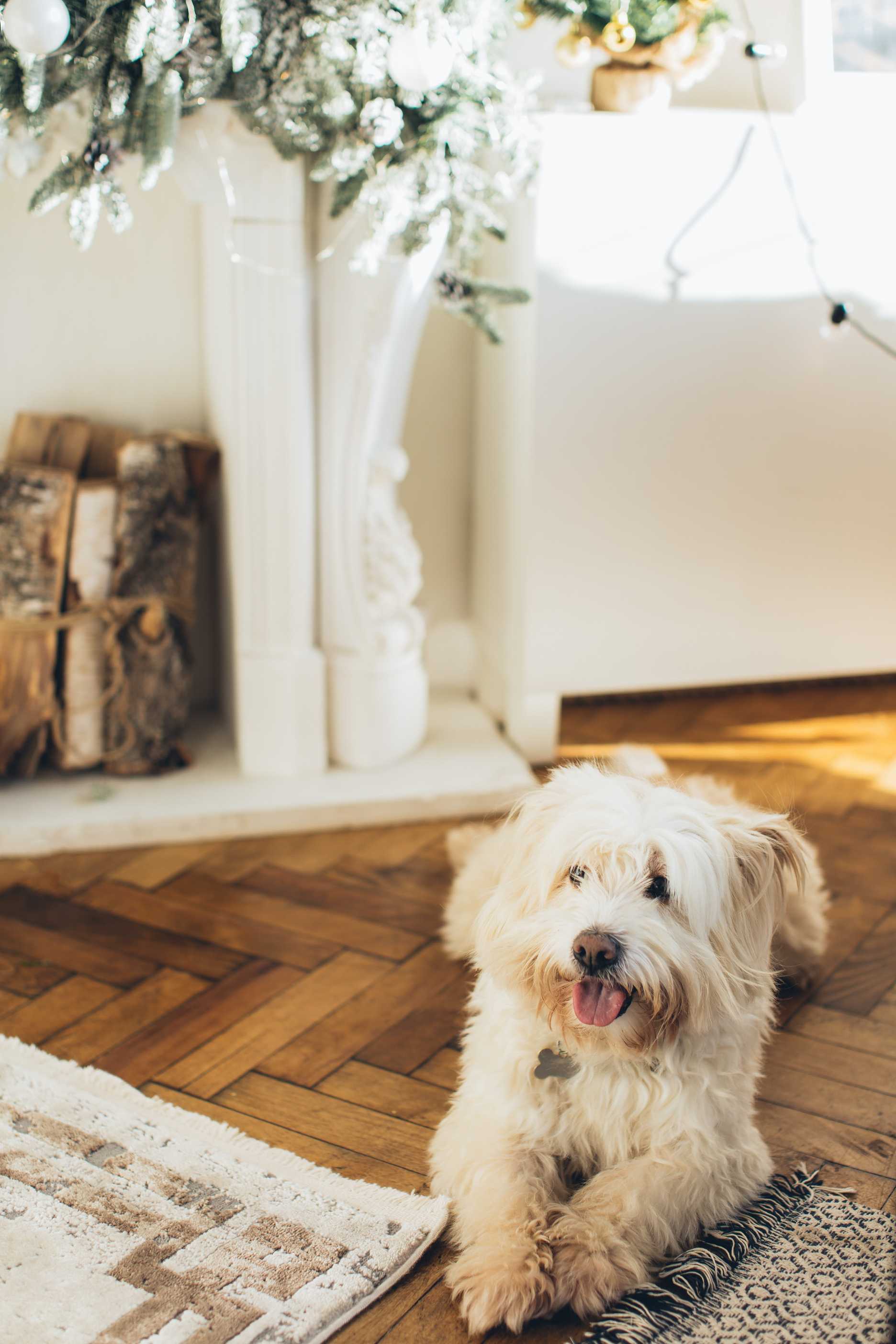 Soft Coated Wheaten Terrier: Breed History and Origin
