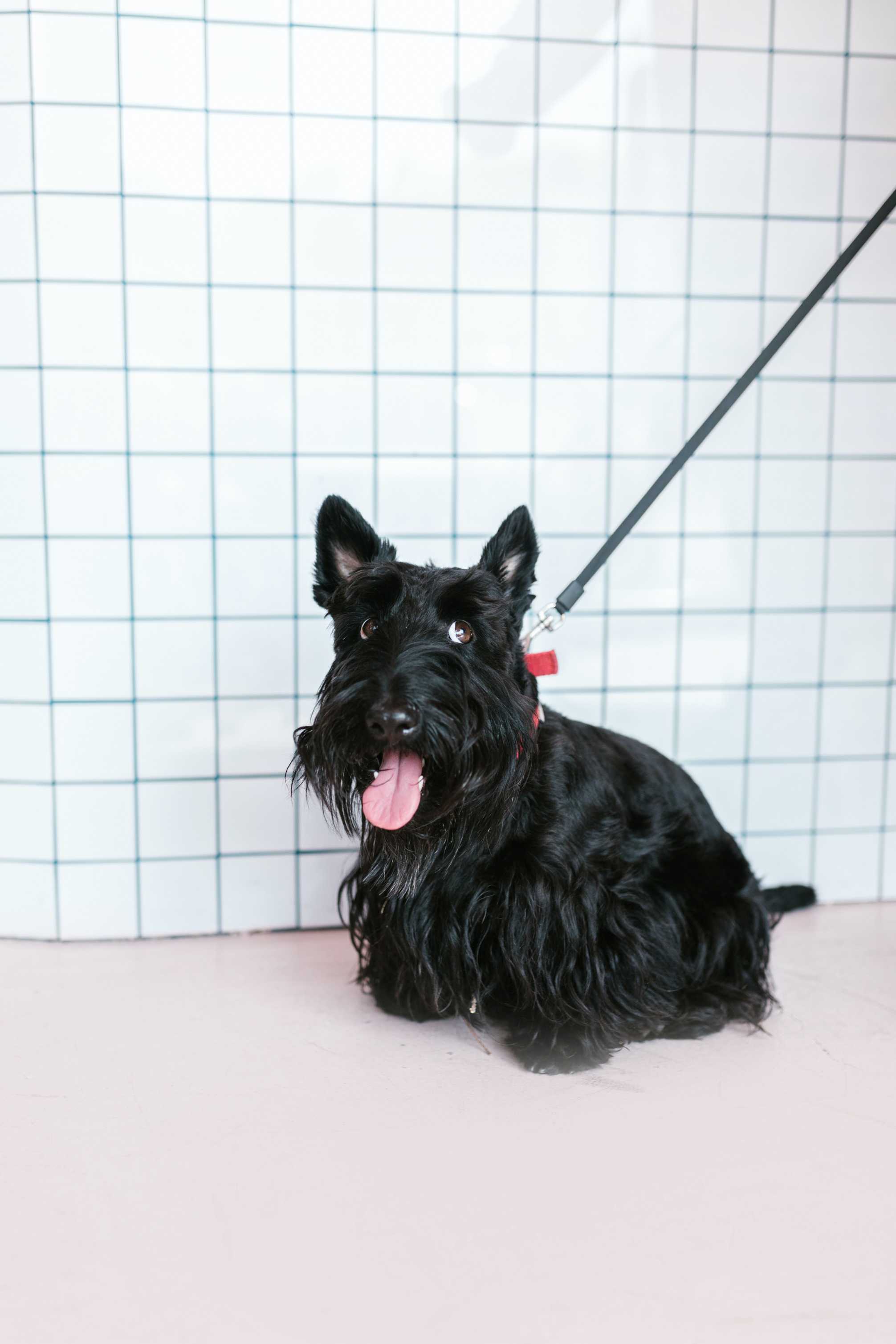 Scottish Terrier: Breed History and Origin