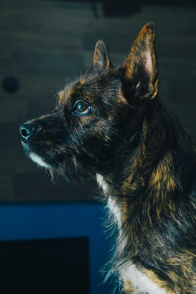 Cairn Terrier: Breed History and Origin