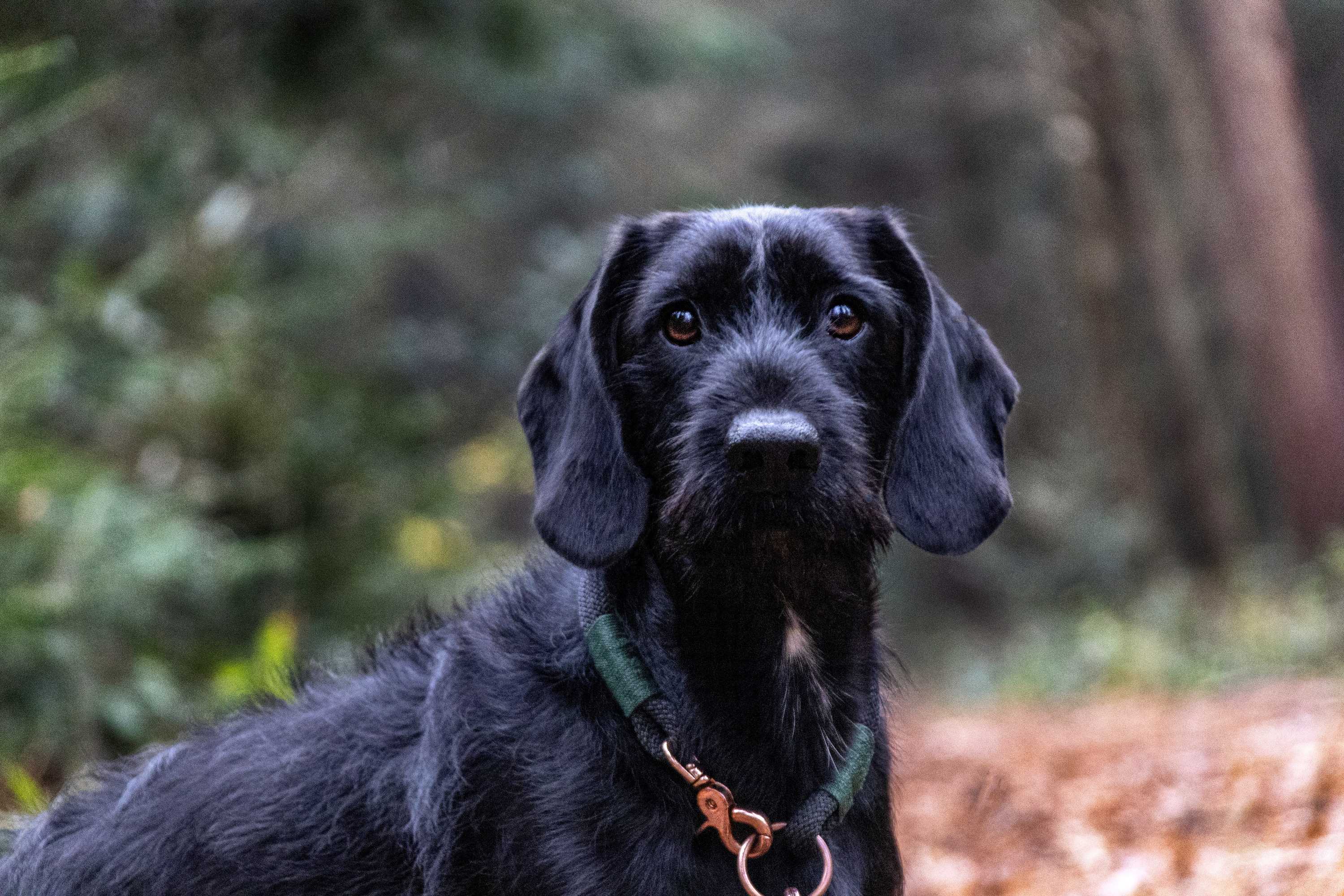 German Wirehaired Pointer: Breed History and Origin