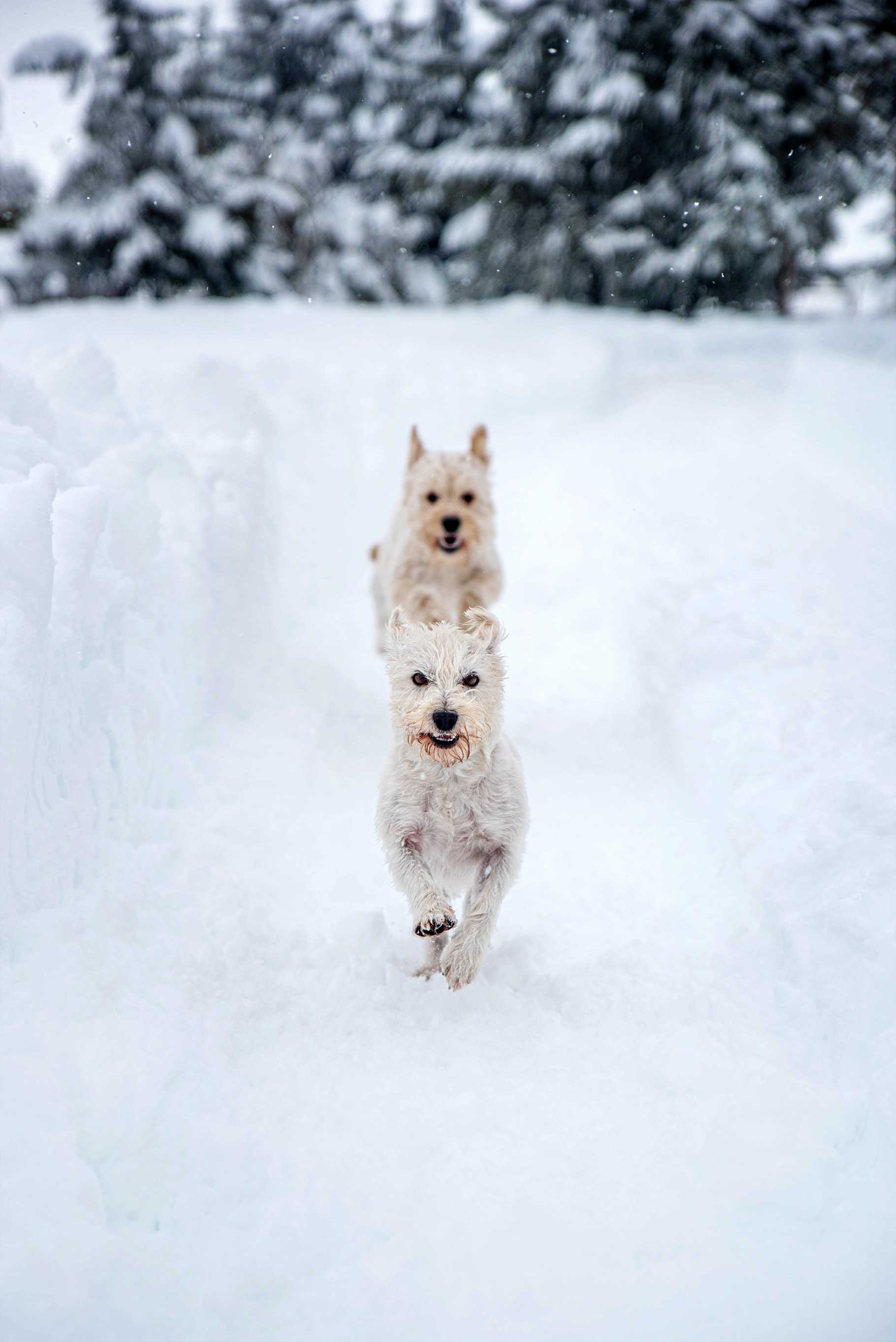 West Highland White Terrier: Breed History and Origin