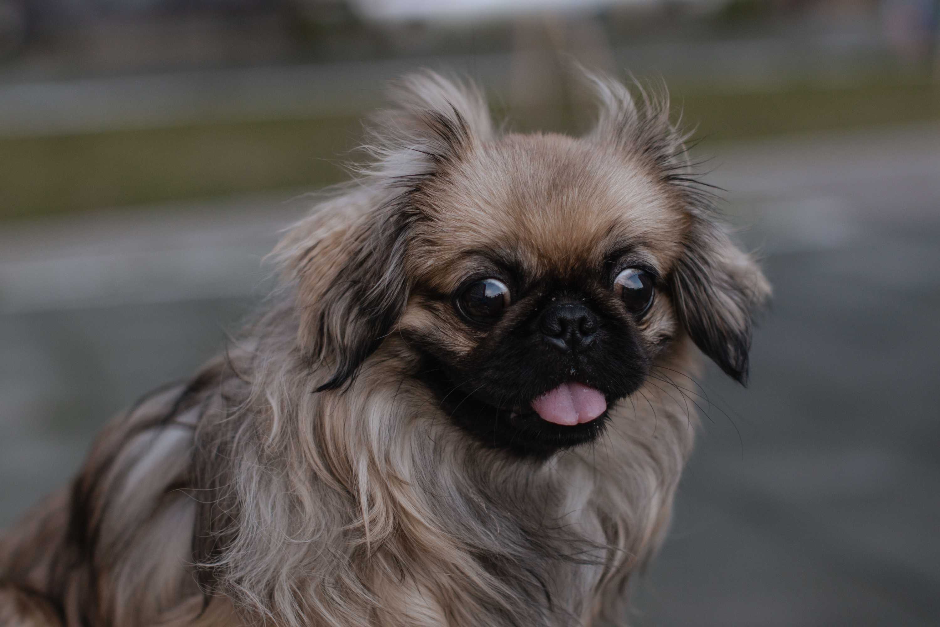 Pekingese: Breed History and Origin