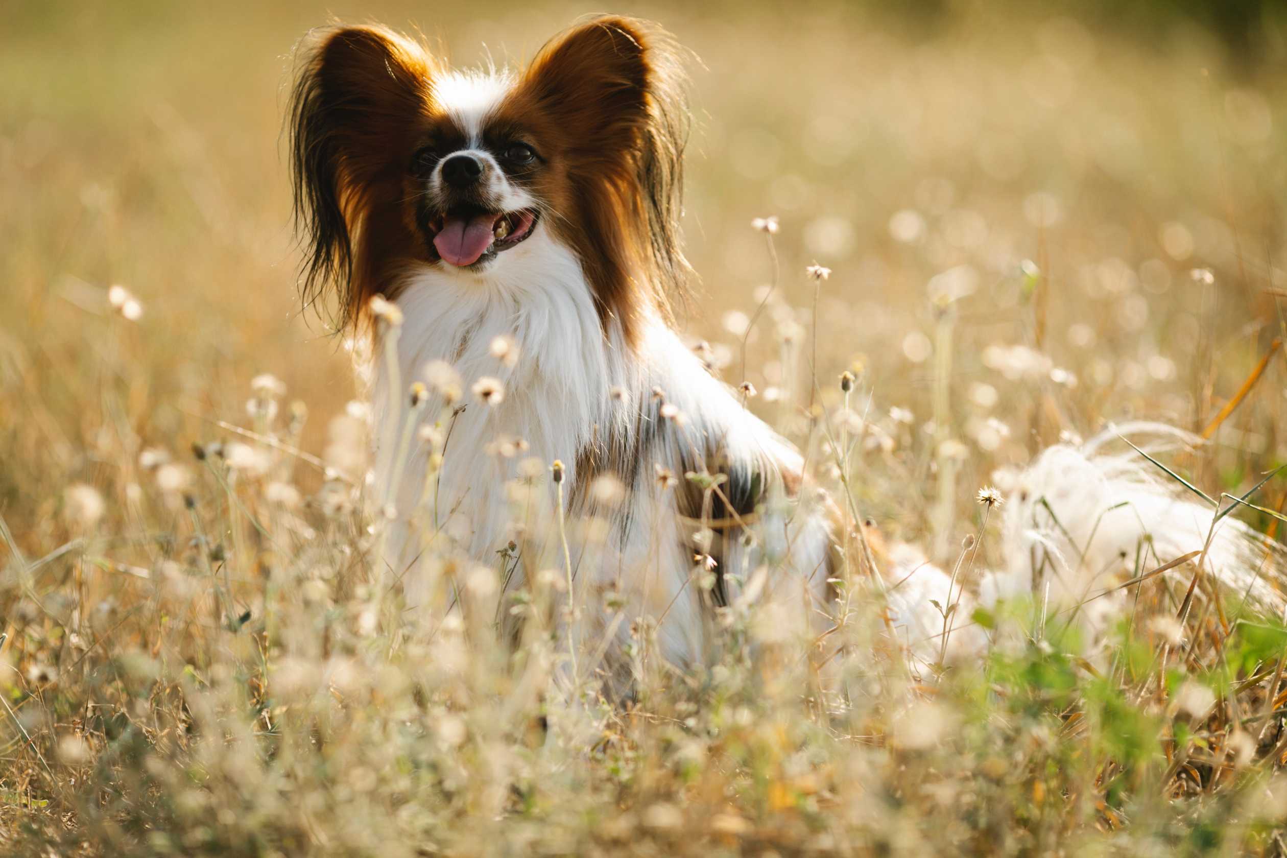 English Toy Spaniel: Breed History and Origin