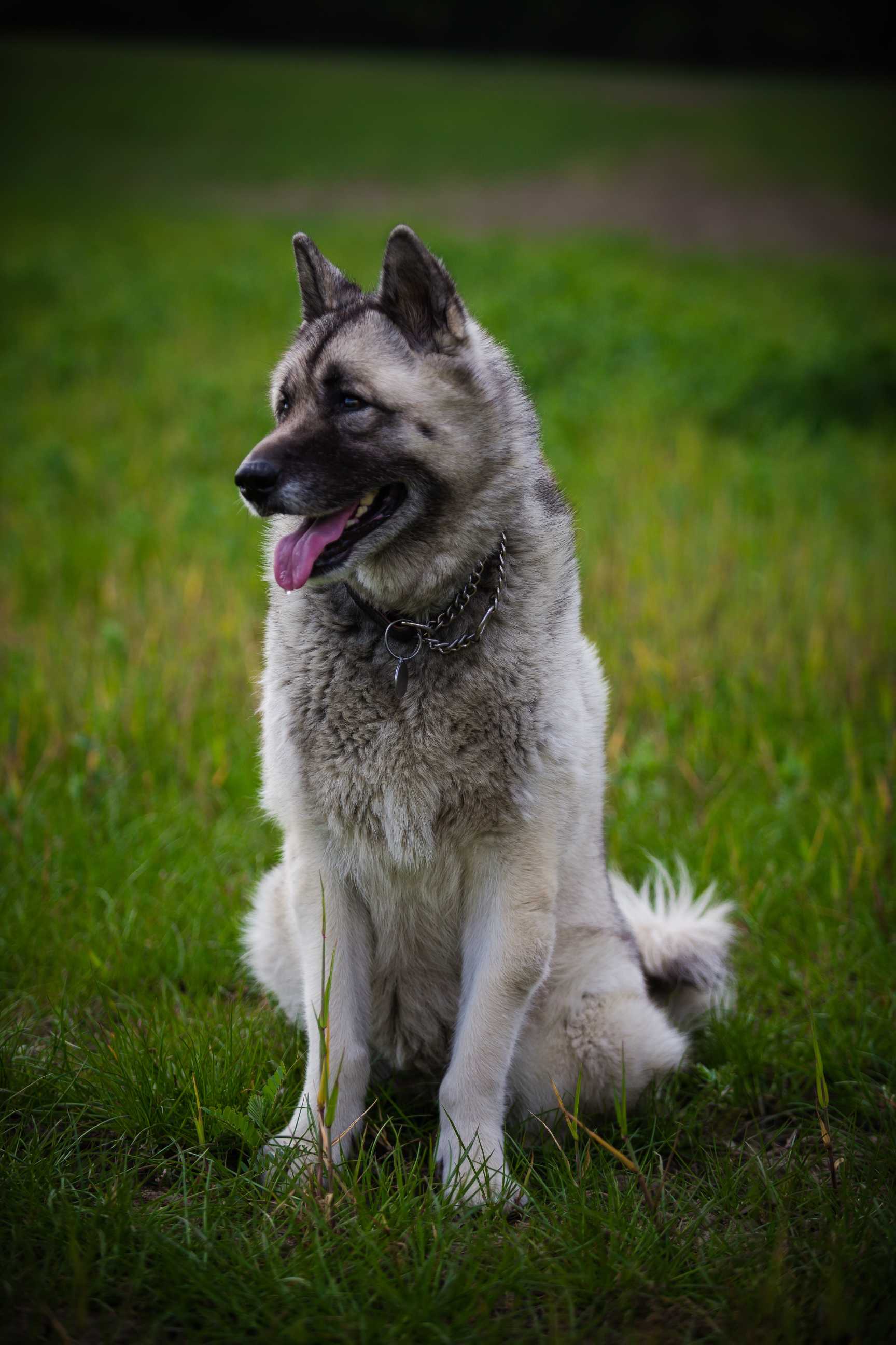 Norwegian Elkhound: Breed History and Origin
