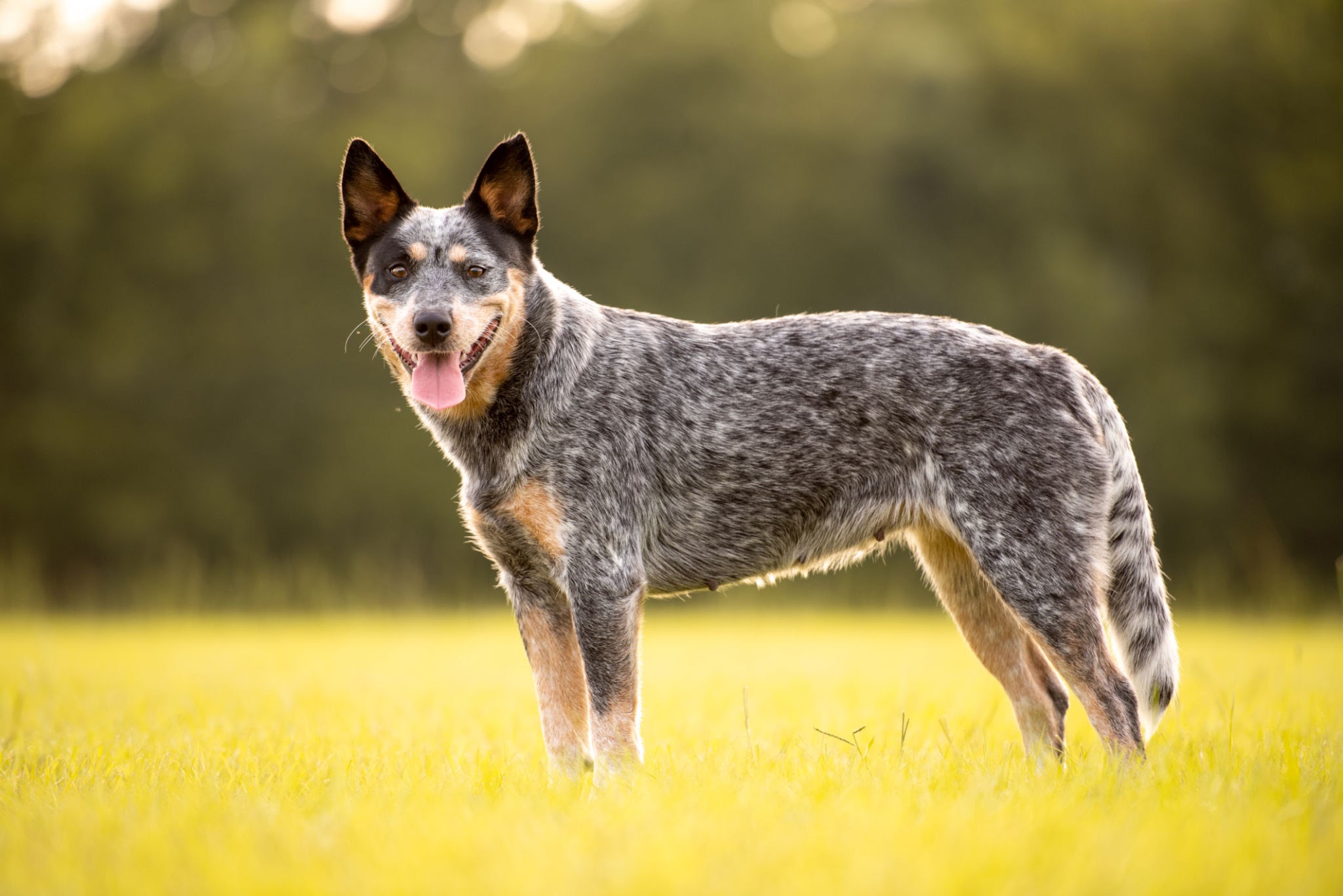 Australian Cattle Dog: Breed History and Origin
