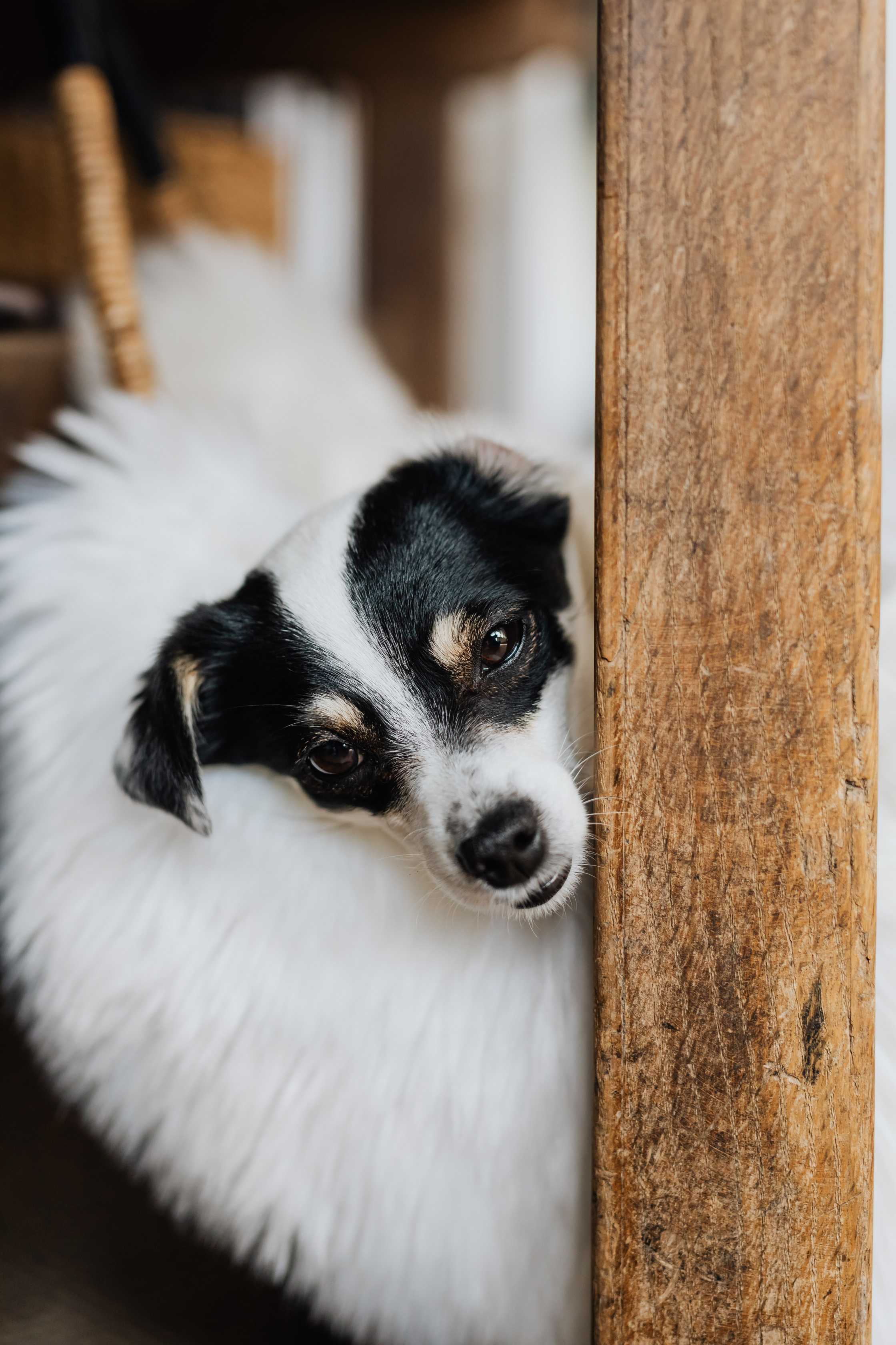 Rat Terrier: Breed History and Origin