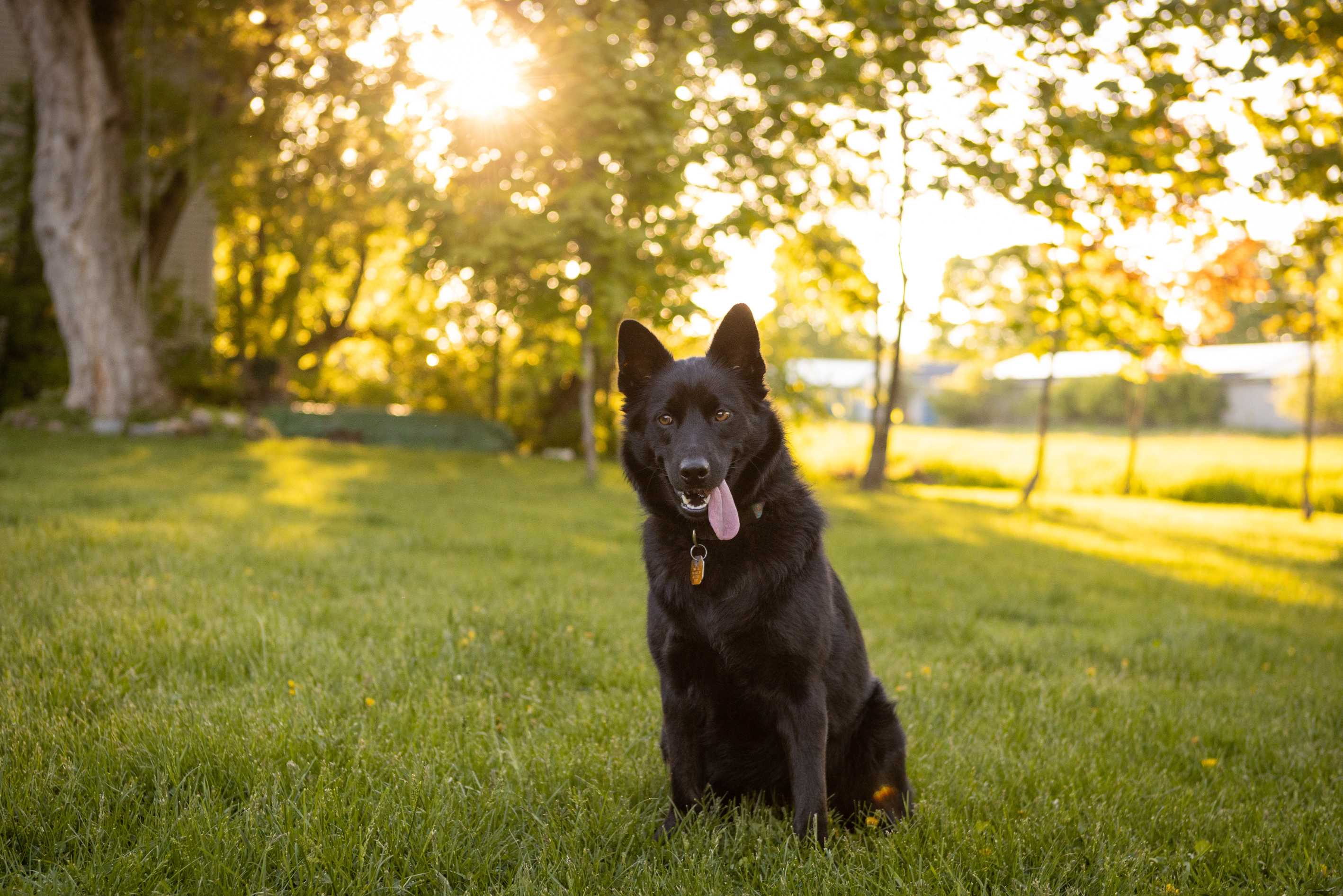 Schipperke: Breed History and Origin