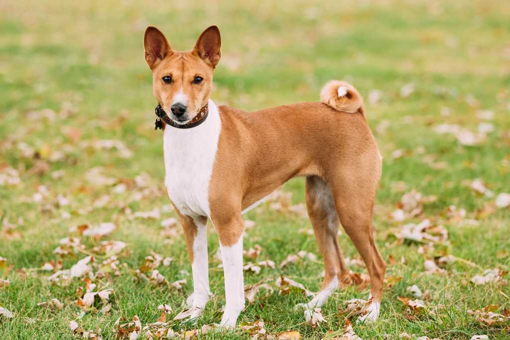 Basenji: Breed History and Origin