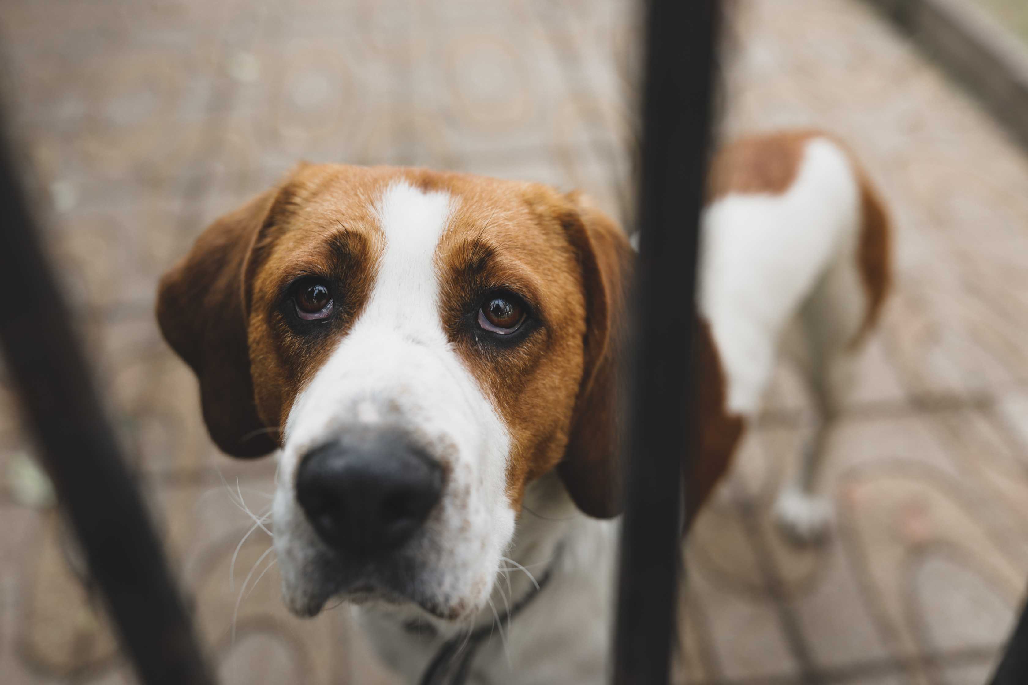 English Foxhound: Breed History and Origin