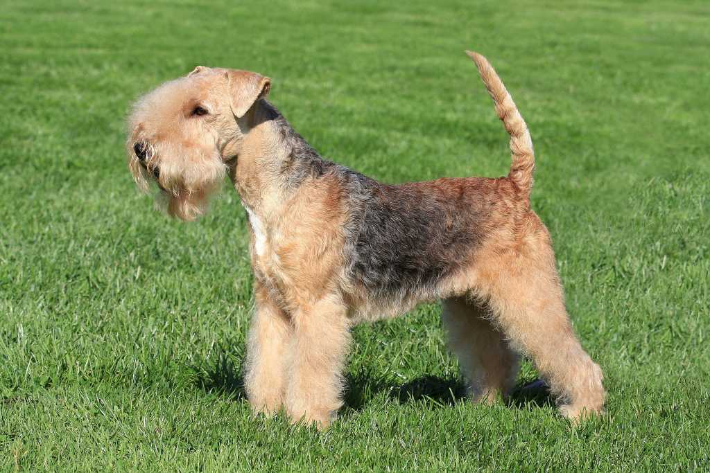 Lakeland Terrier: Breed History and Origin