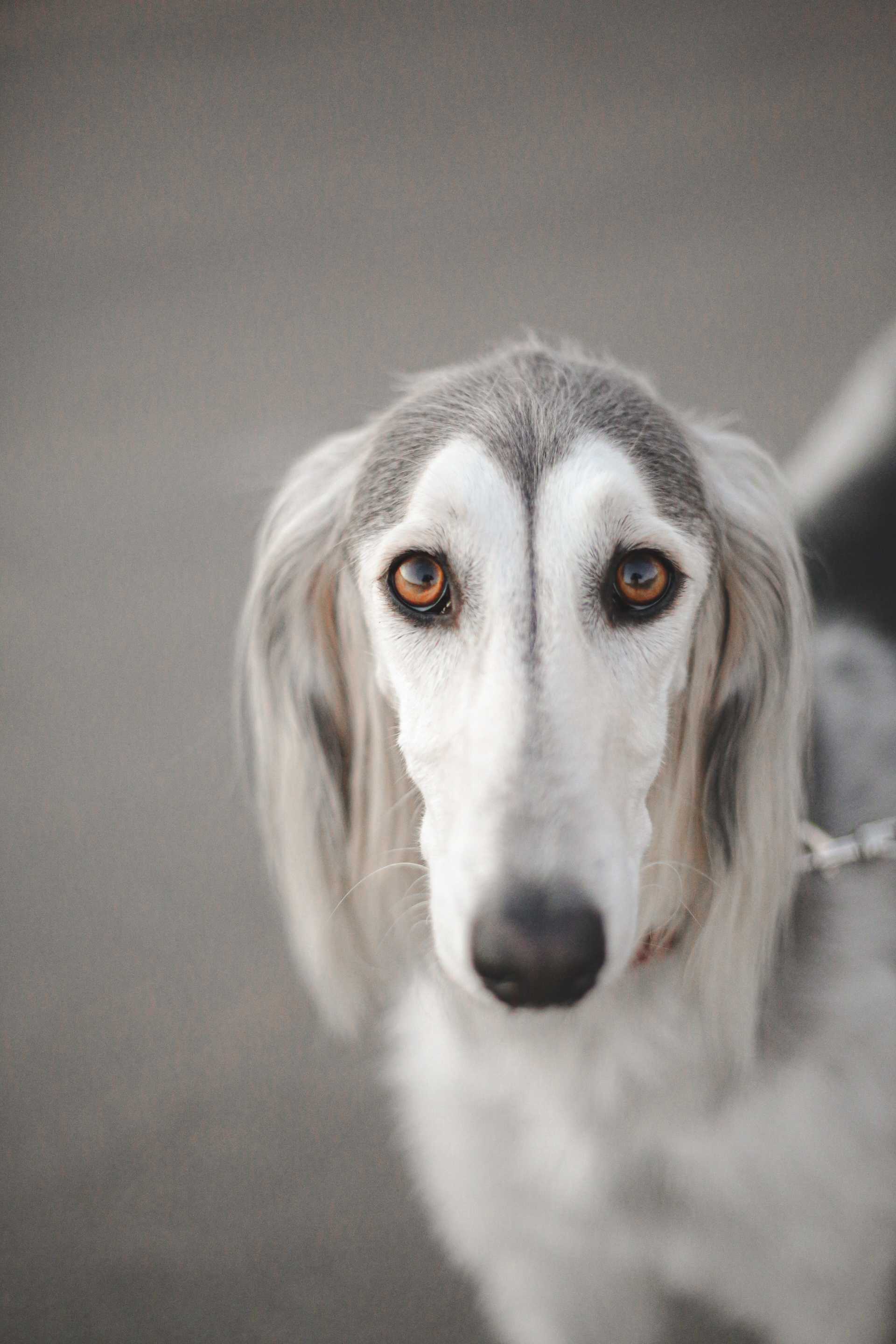 Saluki: Breed History and Origin