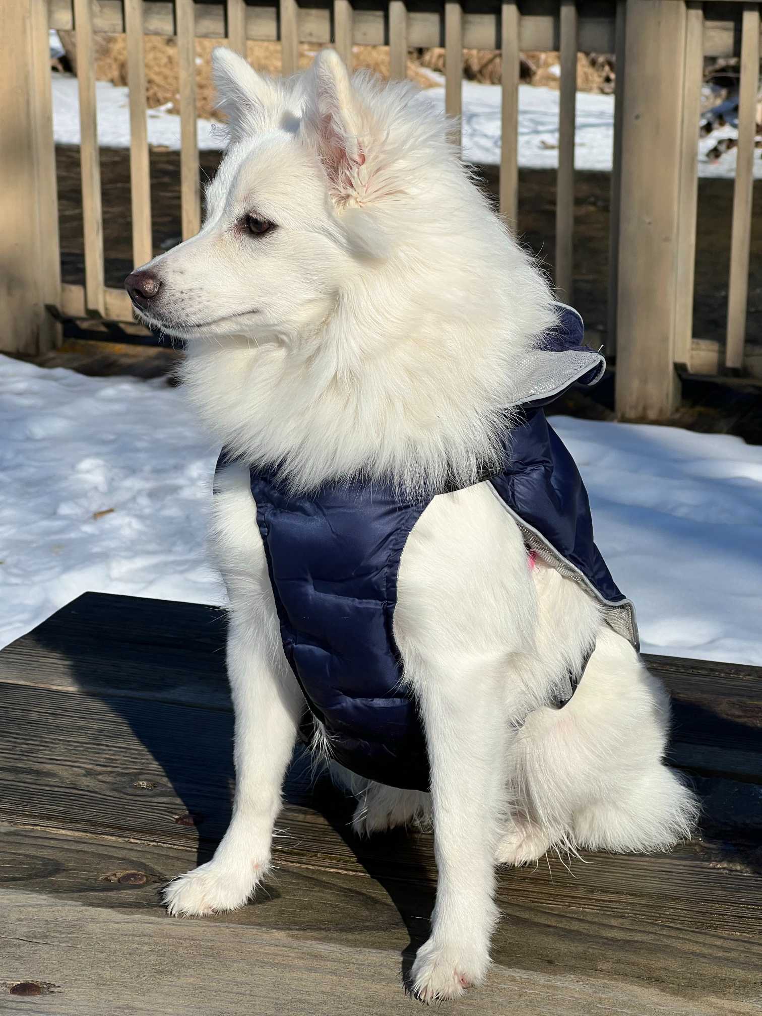 American Eskimo Dog: Breed History and Origin