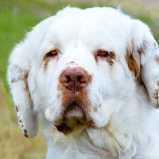 Clumber Spaniel: Breed History and Origin