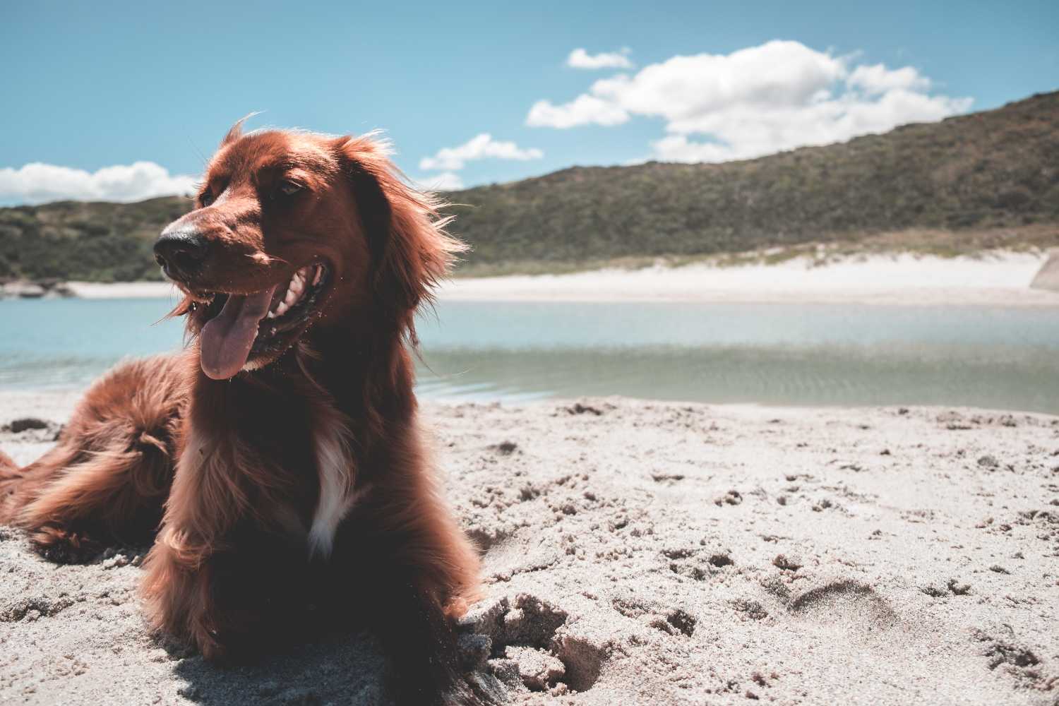 Irish Setter: Breed History and Origin