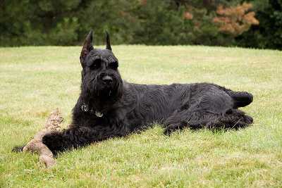 Giant Schnauzer: Breed History and Origin