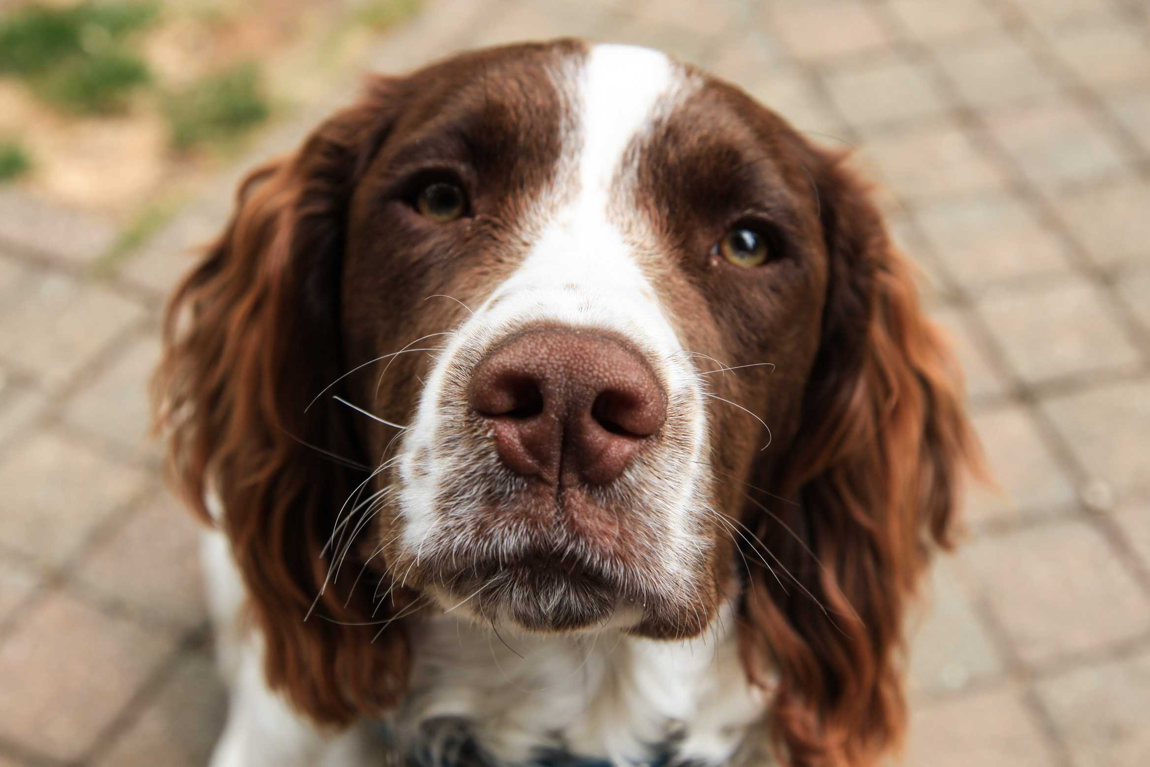 Welsh Springer Spaniel: Breed History and Origin