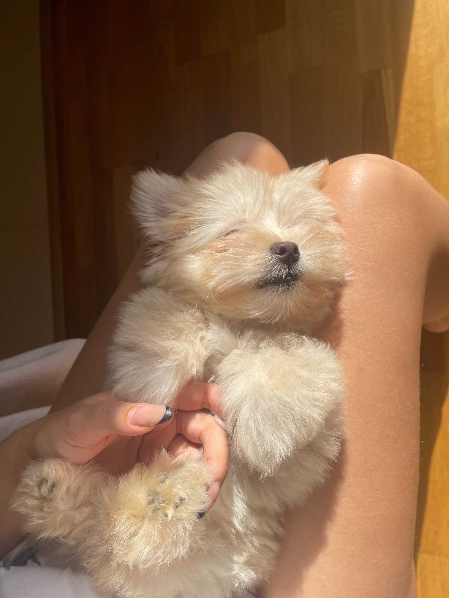 Decoding Doggie Talk: What Your Pooch's Barks Really Mean