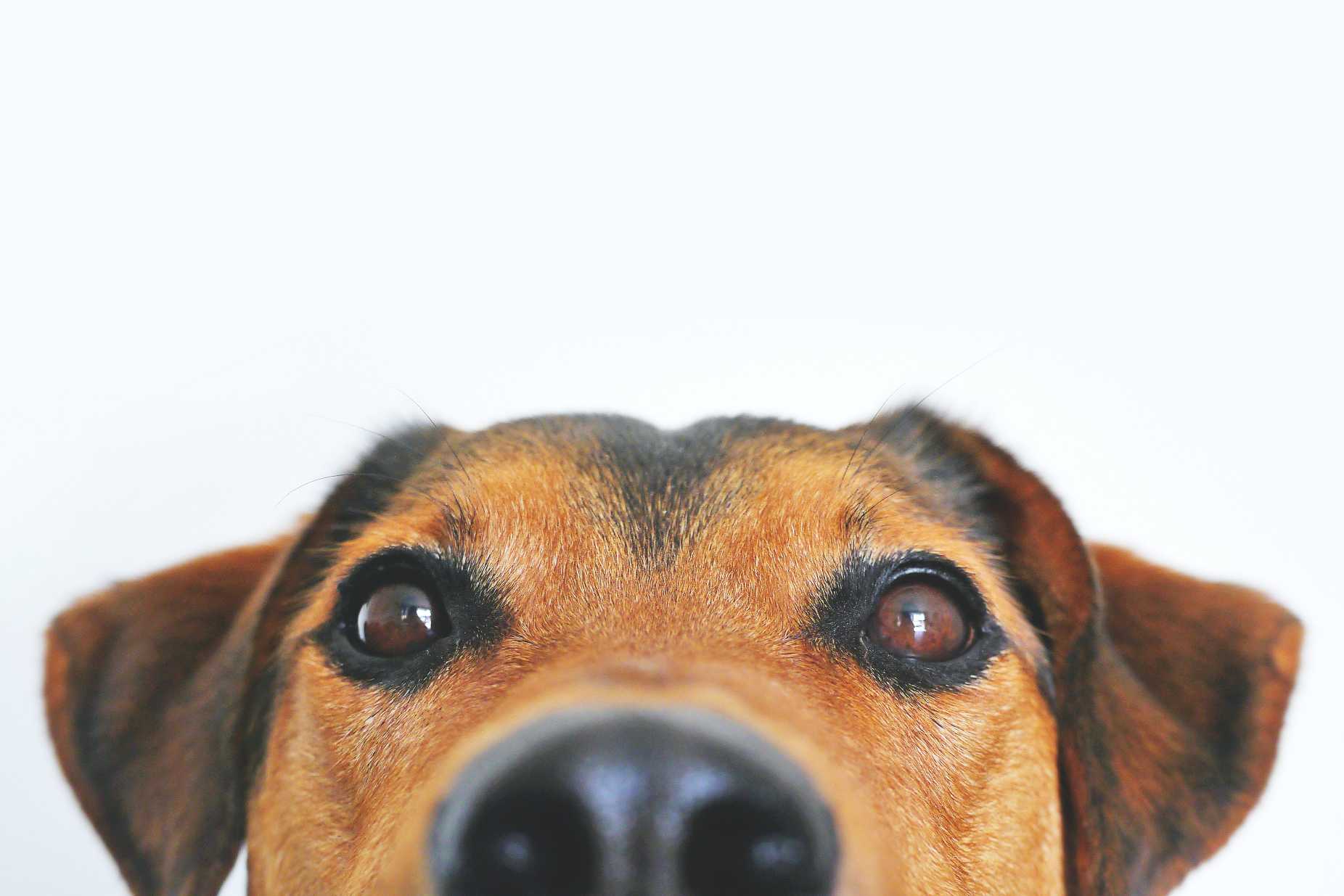 Modern Canine Nutrition: What's New in Dog Food Science