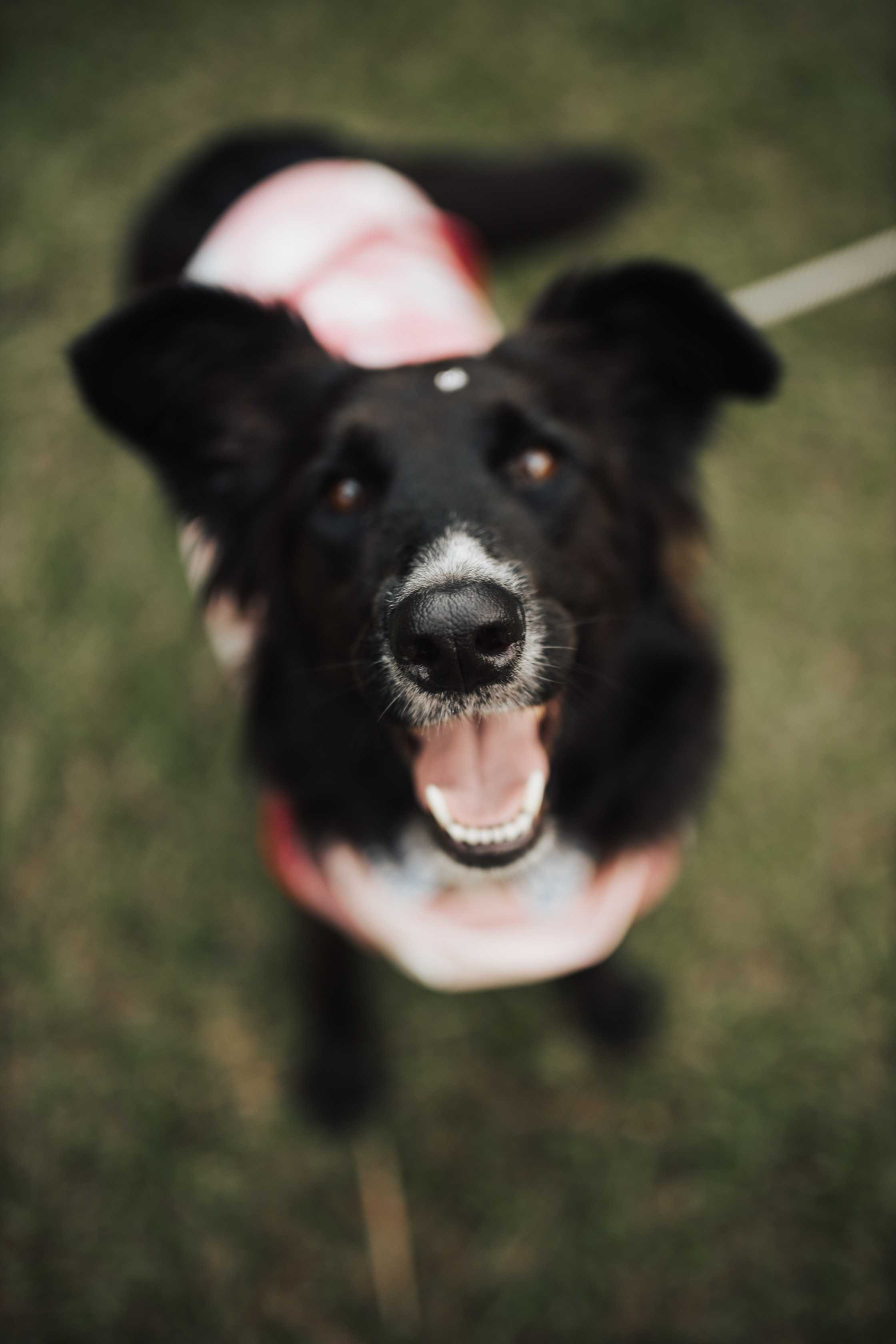 From Zero to Hero: Training Techniques for Shy Dogs