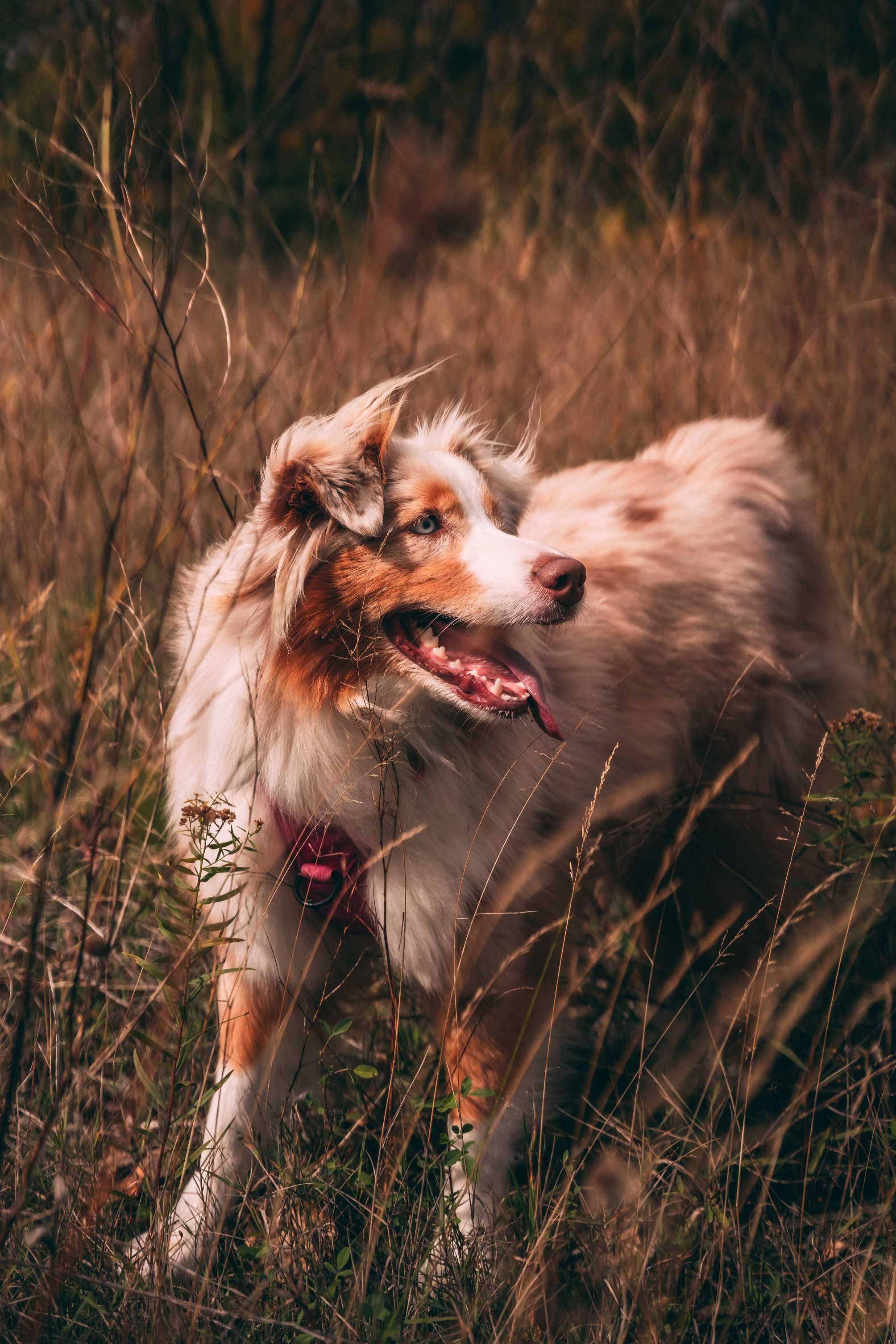 Understanding Canine Genetics: Mapping Your Dog's Ancestry