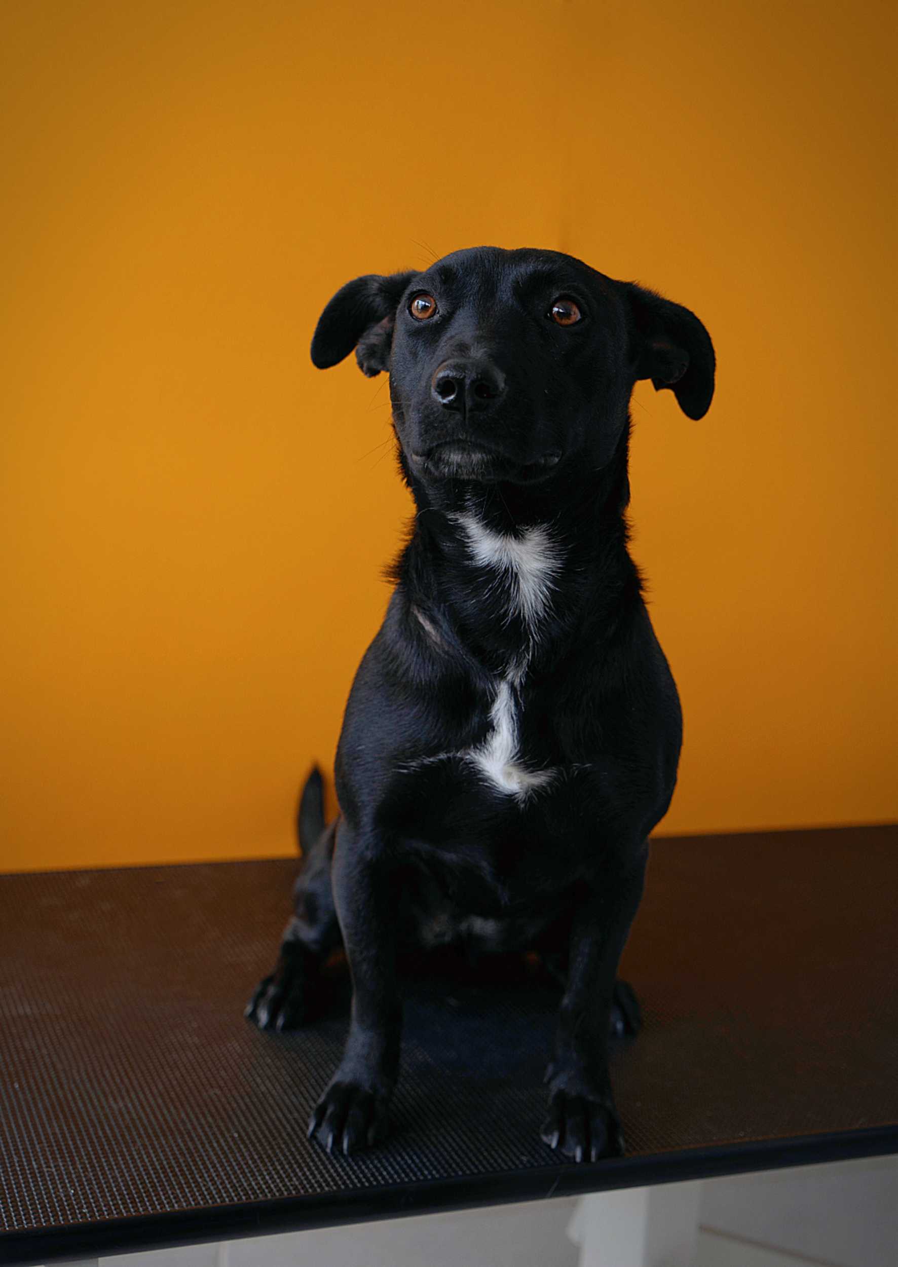 Redefining Walks: Engaging Exploration Ideas for Urban Dogs