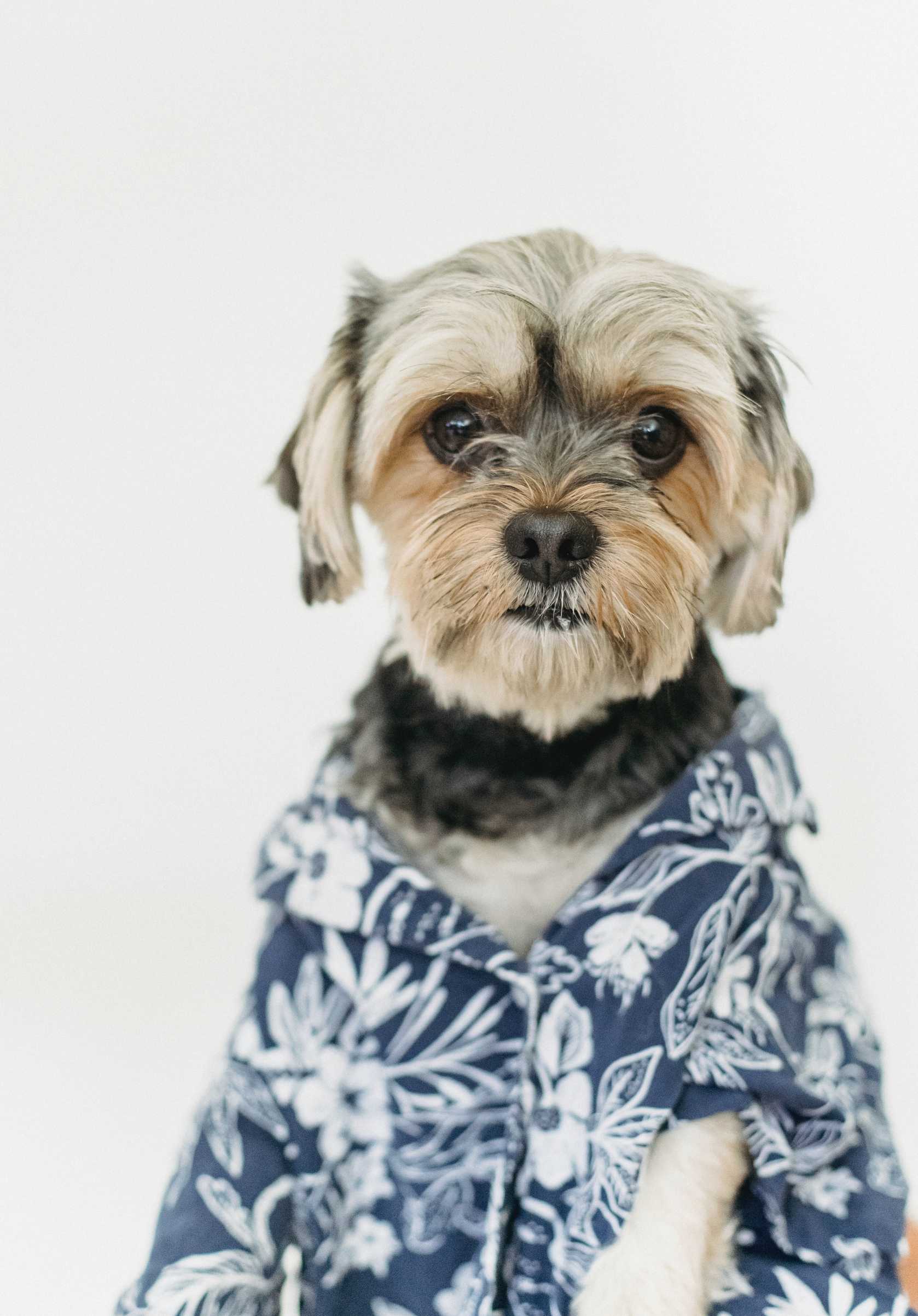Beyond Fetch: Innovative Games to Stimulate Your Dog's Mind