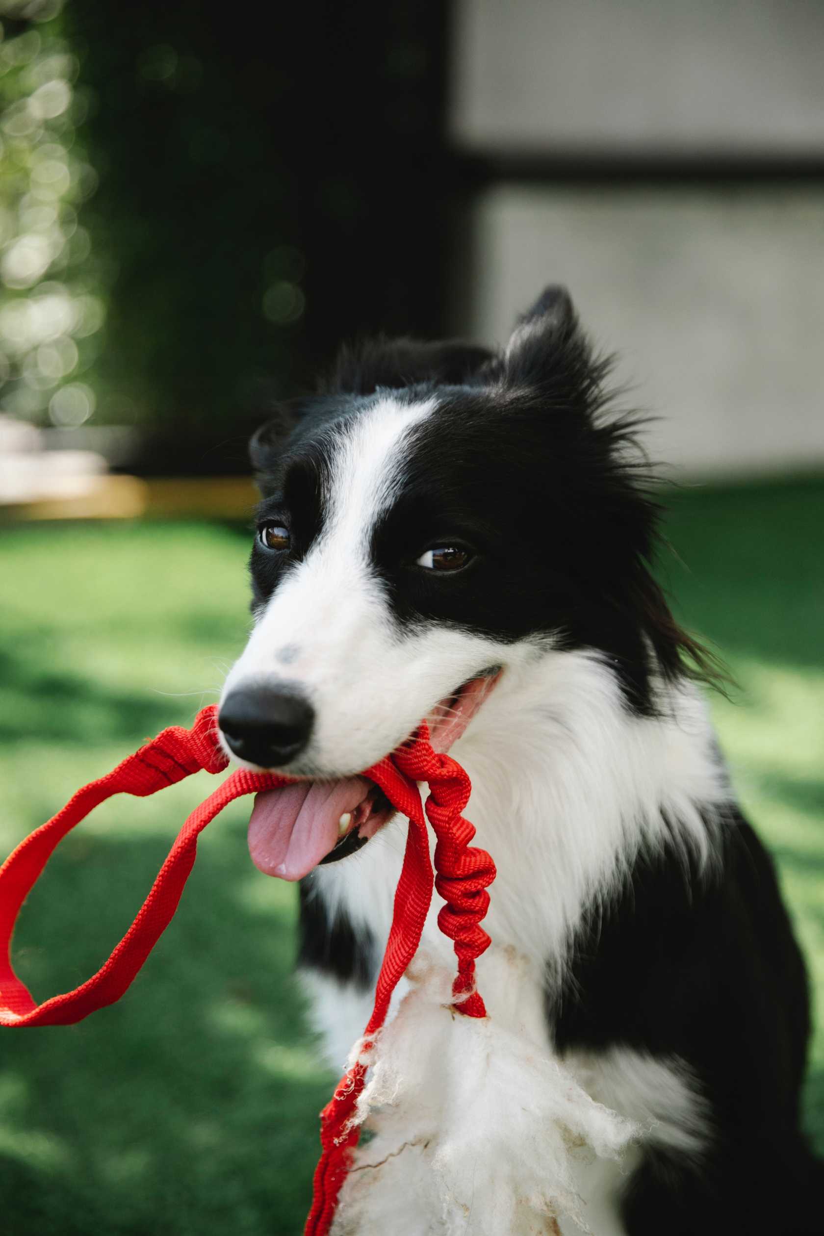 The Latest in Canine Wearables: Smart Collars for Healthier Hounds