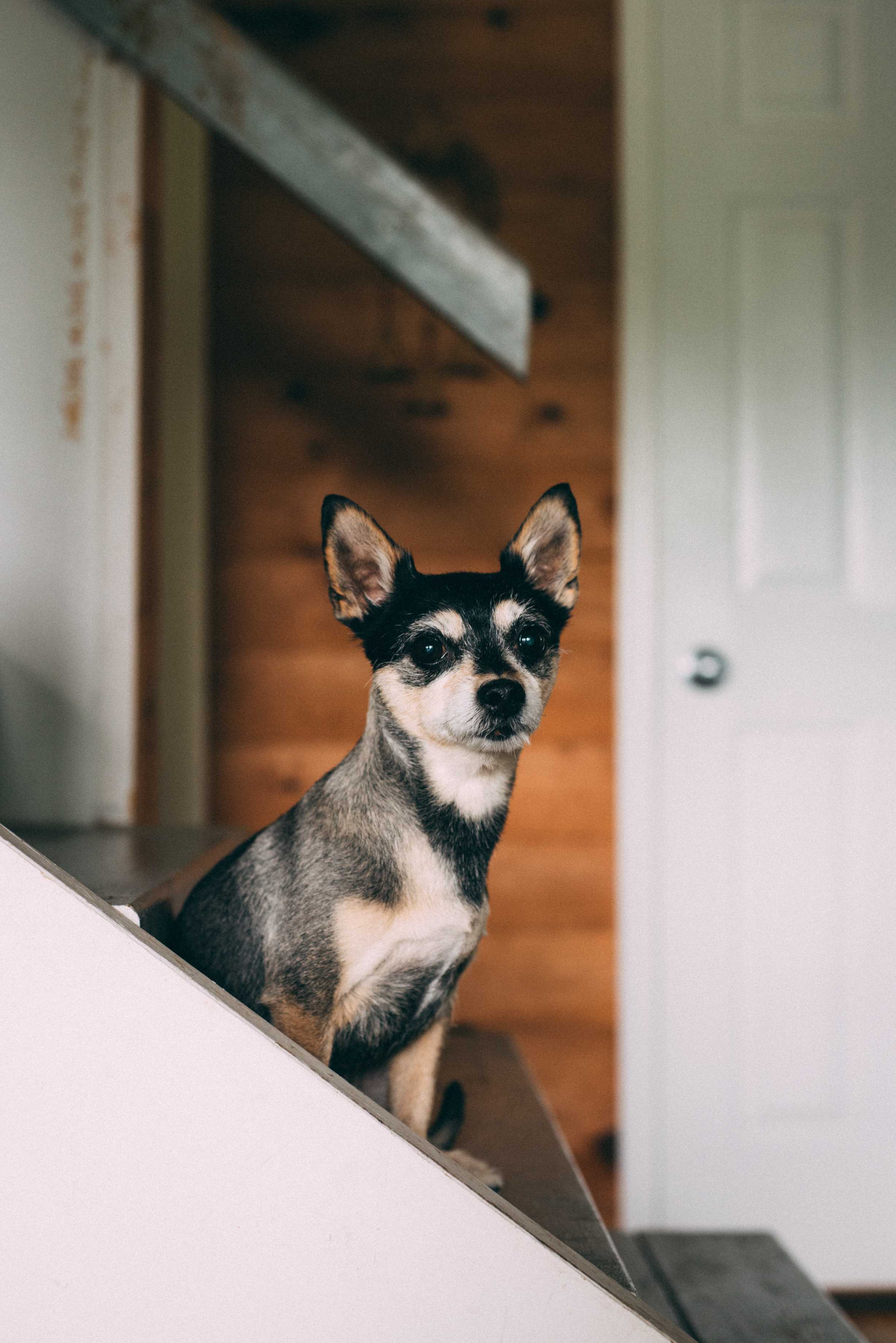 The Art of Canine Communication: Unlocking Dog Whispering Secrets