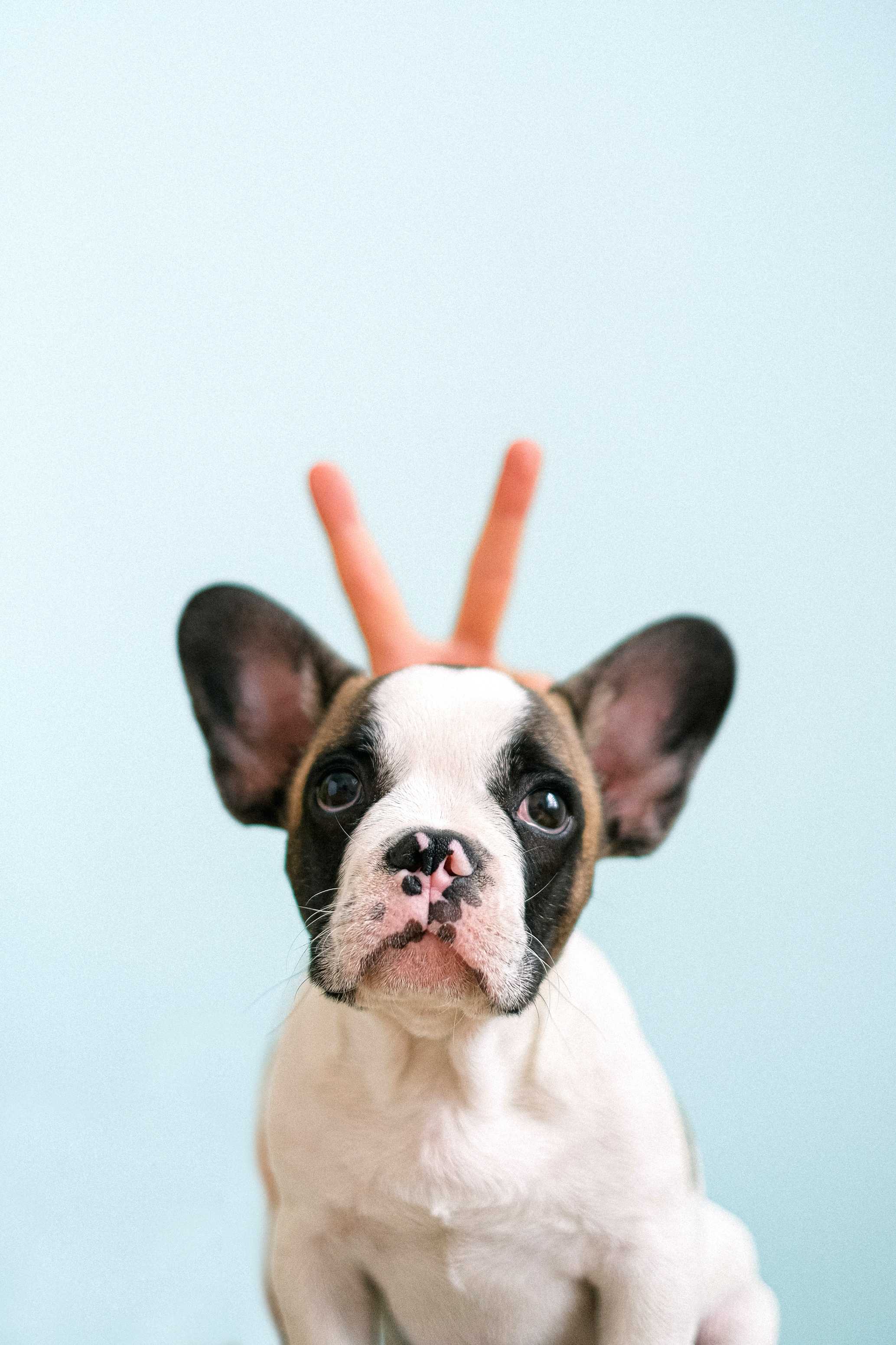 Paws and Allergies: A Deep Dive into Canine Skin Health