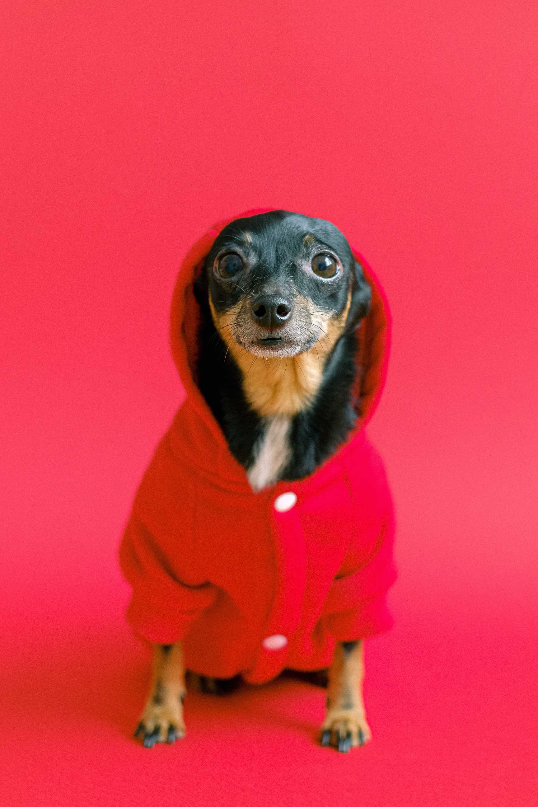 Future of Canine Companionship: The Role of AI and Dogs