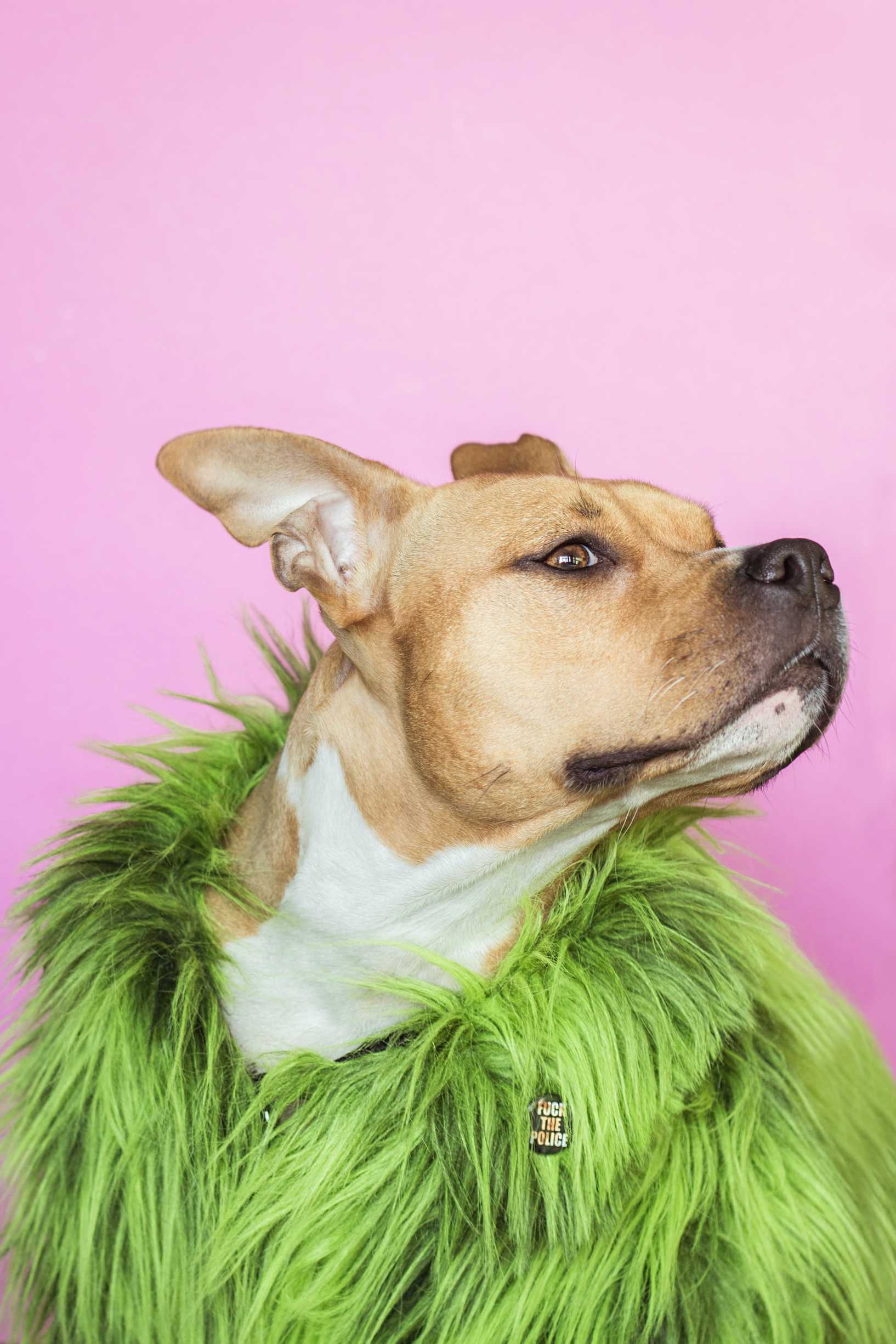 Tailored Training: Designing Custom Plans for Unique Dog Personalities