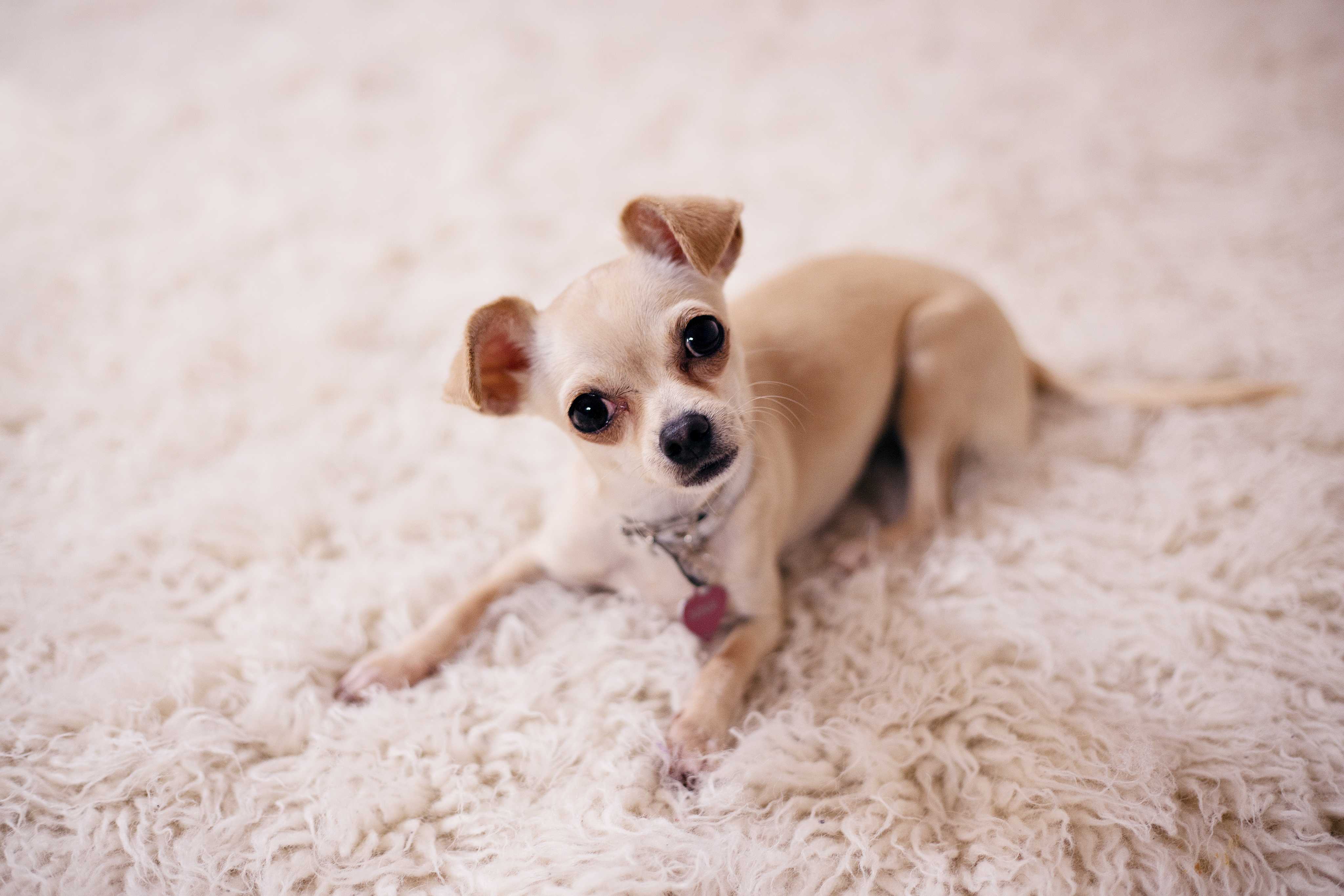Canine Emotions: Do Dogs Really Experience Joy, Sadness, and Jealousy?