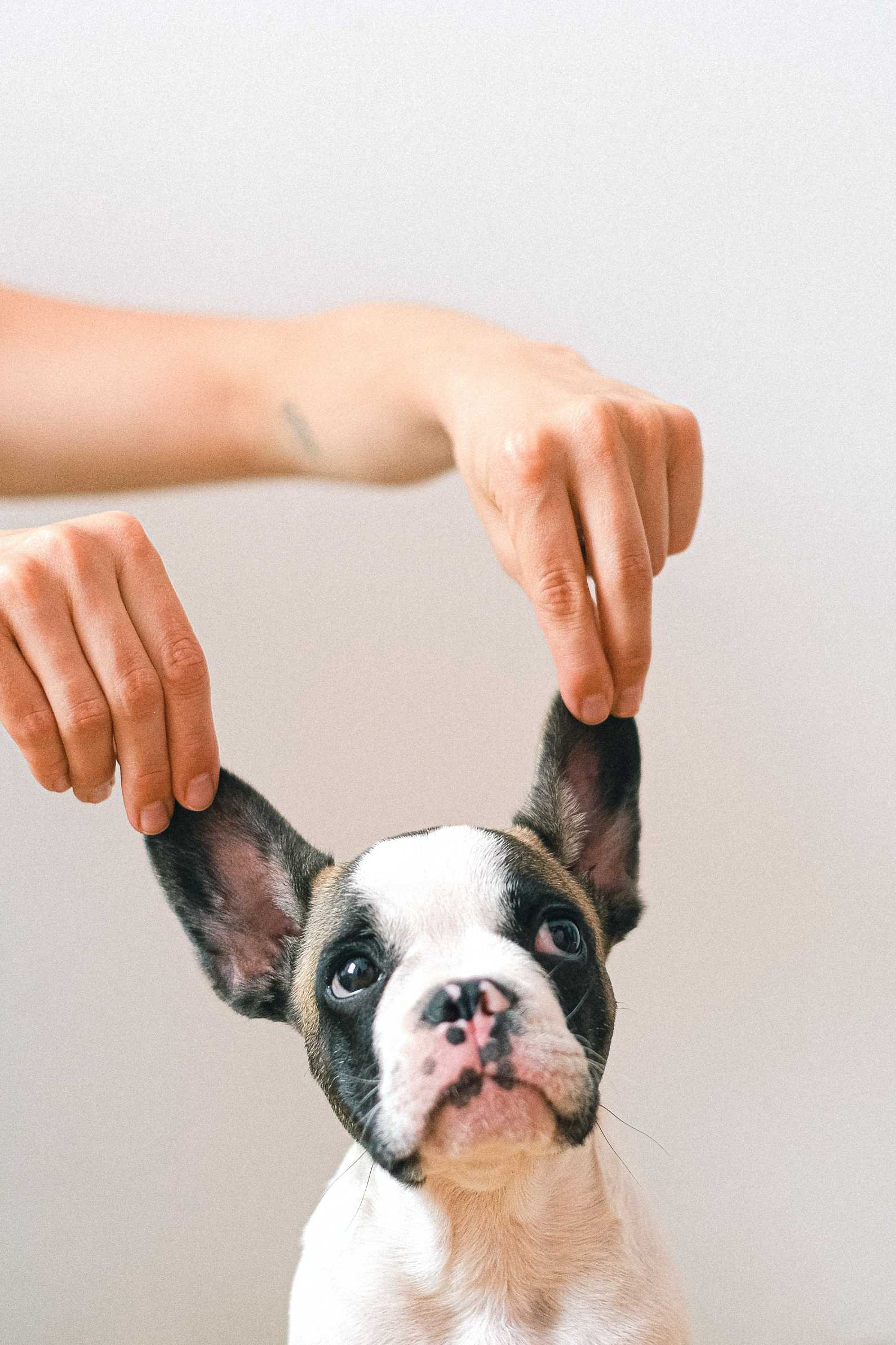 The Rise of Dog Yoga: Strengthening the Bond through Meditation
