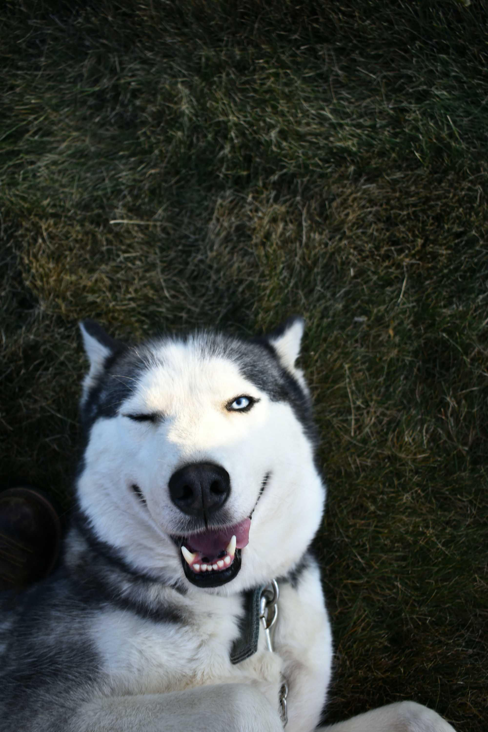 Integrating Tech: How Smart Homes are Adapting to Canine Needs