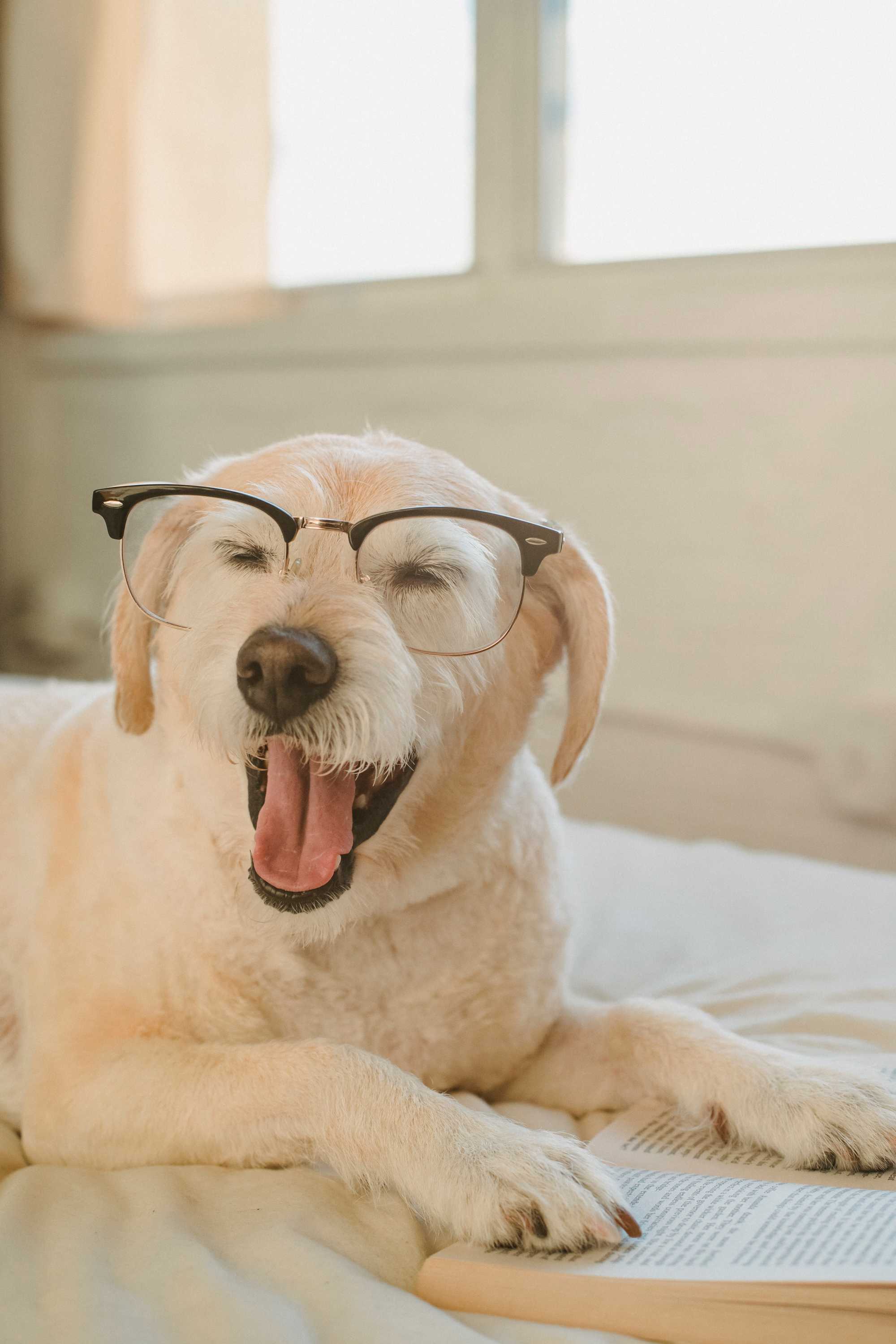 Training's New Wave: Leveraging Virtual Reality with Dogs